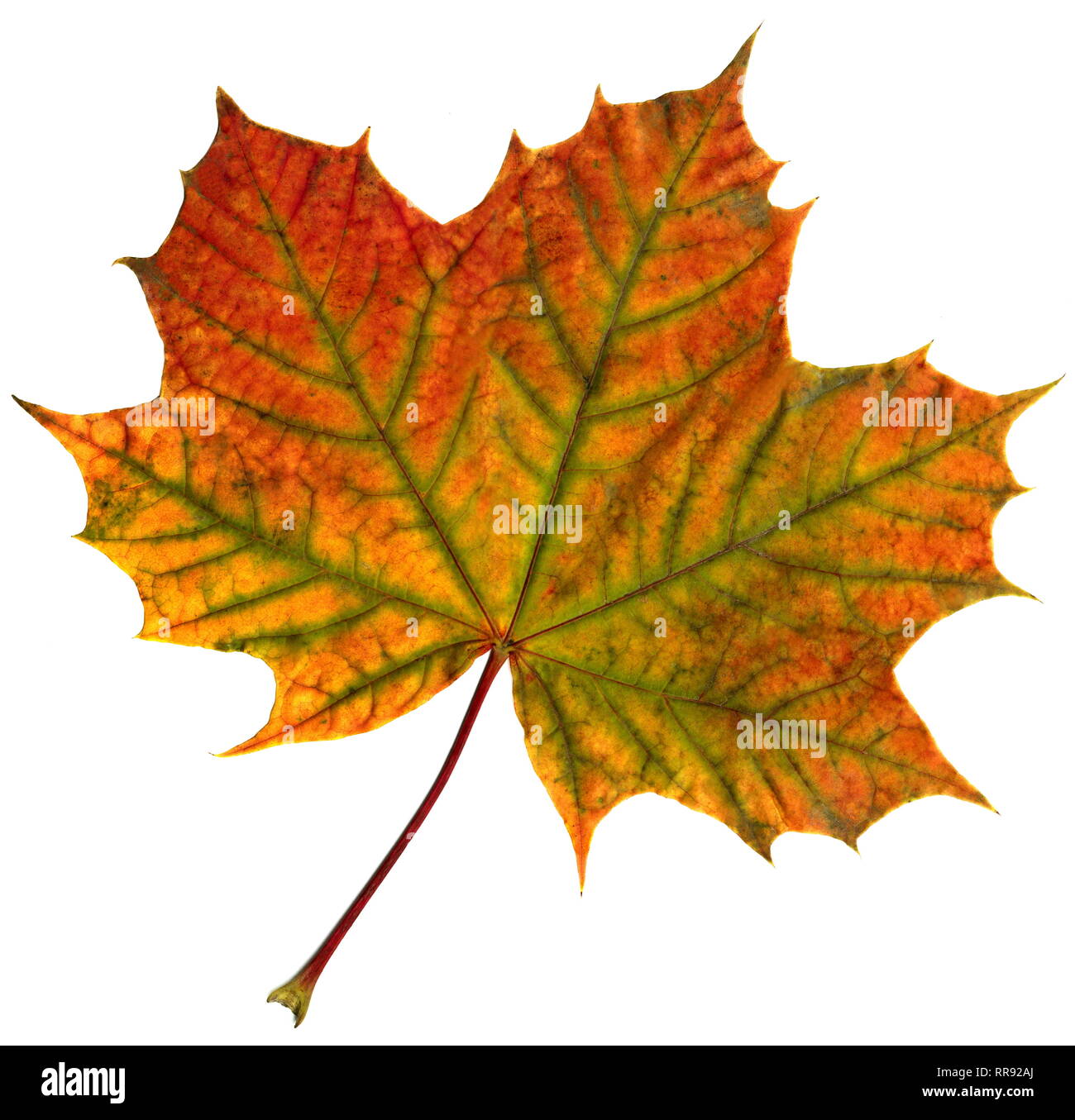 Botanik, Ahorn, Blätter im Herbst, einzelne Blatt, Additional-Rights - Clearance-Info - Not-Available Stockfoto