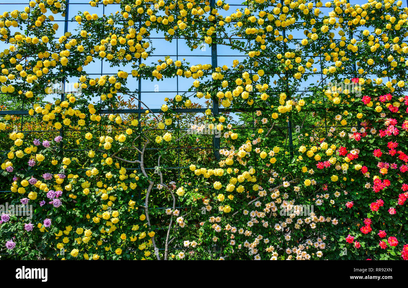 Rosengarten im Frühjahr mal in Tochigi, Japan. Stockfoto