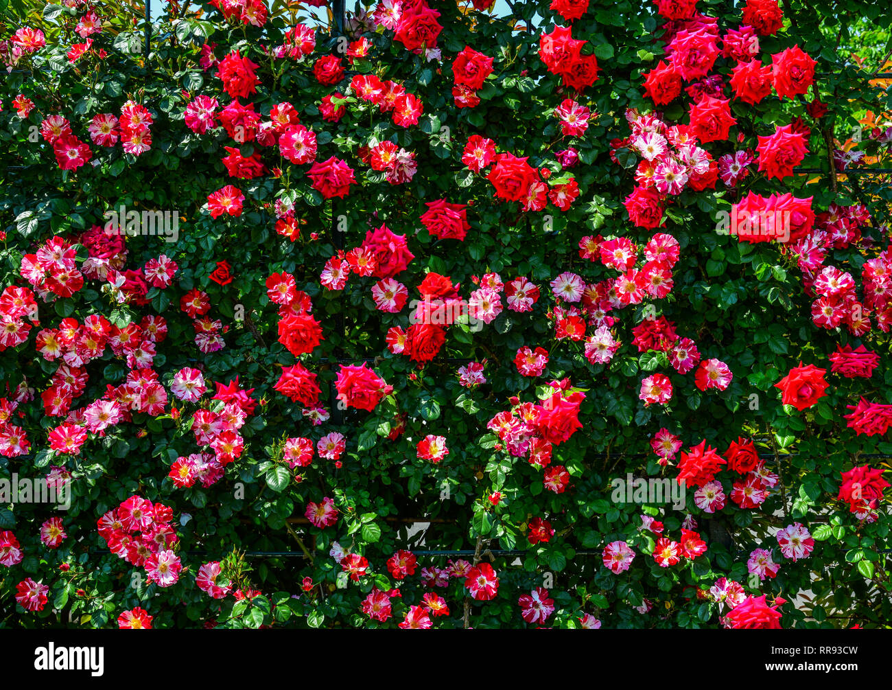 Rosengarten im Frühjahr mal in Tochigi, Japan. Stockfoto