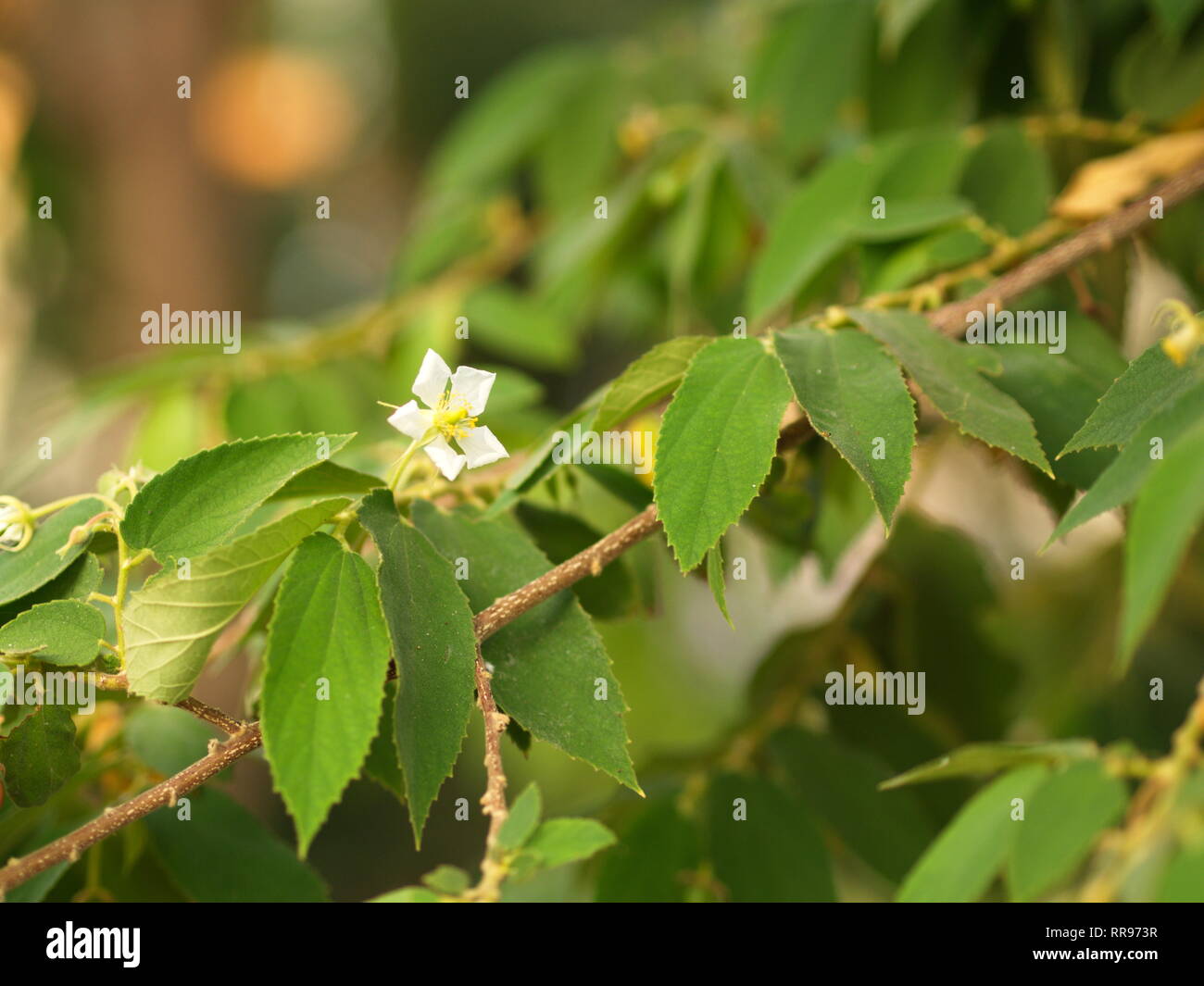 Blume des Flacourtia rukam Baum mit natürlichen Morgen Licht und grüne Natur Hintergrund in Thailand Stockfoto