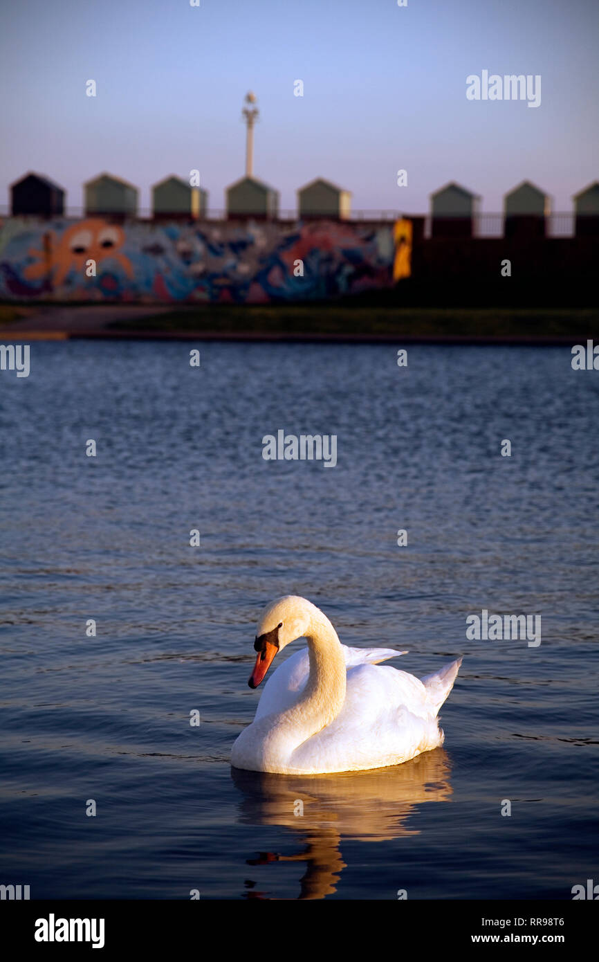 Mute swan auf Wasser bei Sonnenuntergang. Hove Lagune, Großbritannien Stockfoto