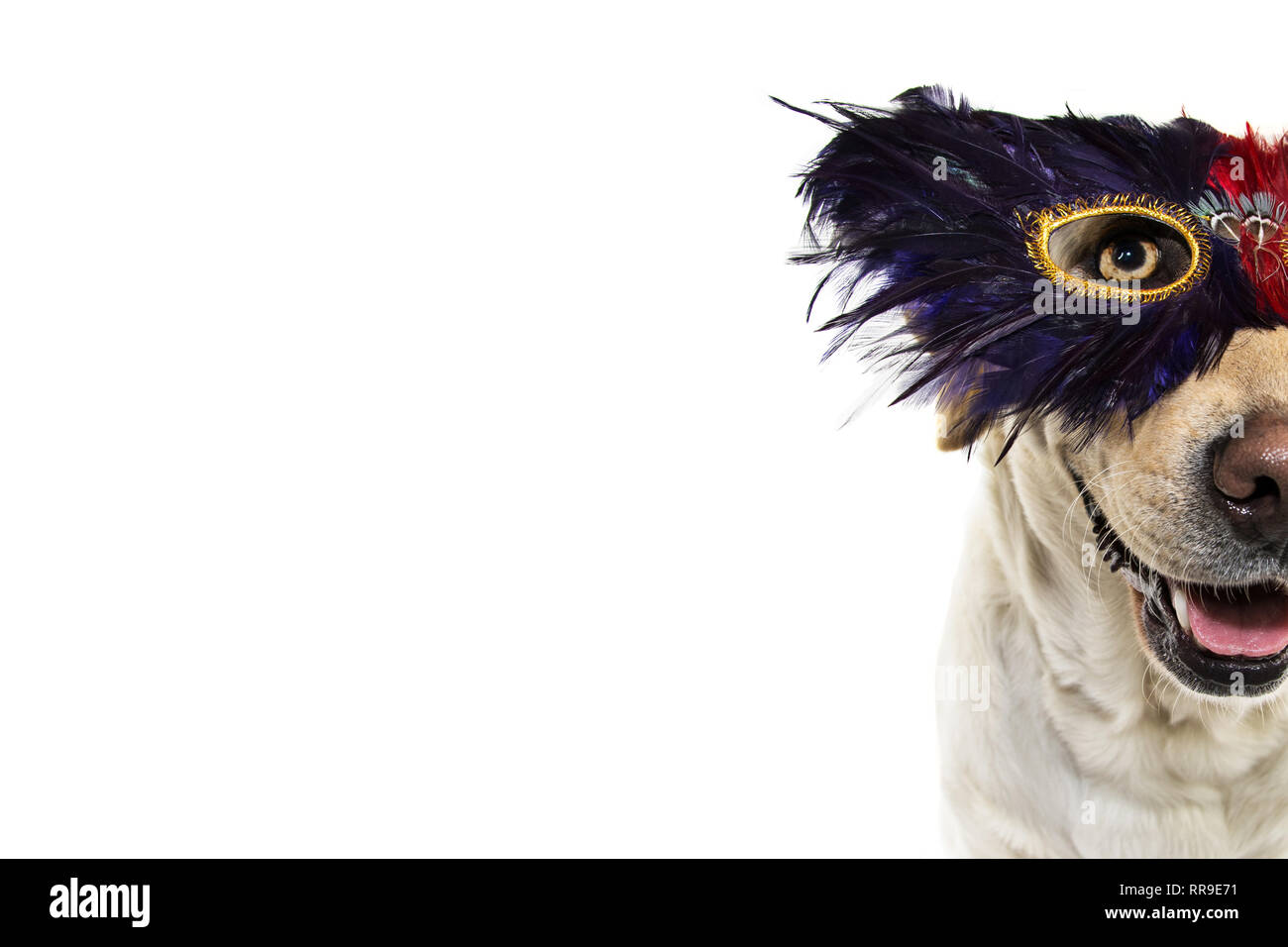 Karneval oder Mardi Gras HUND FEDER MASKE. Lustige LABRADOR MIT EINER FEDER AUGENMASKE. Isolierte SHOT vor weißem Hintergrund. Stockfoto