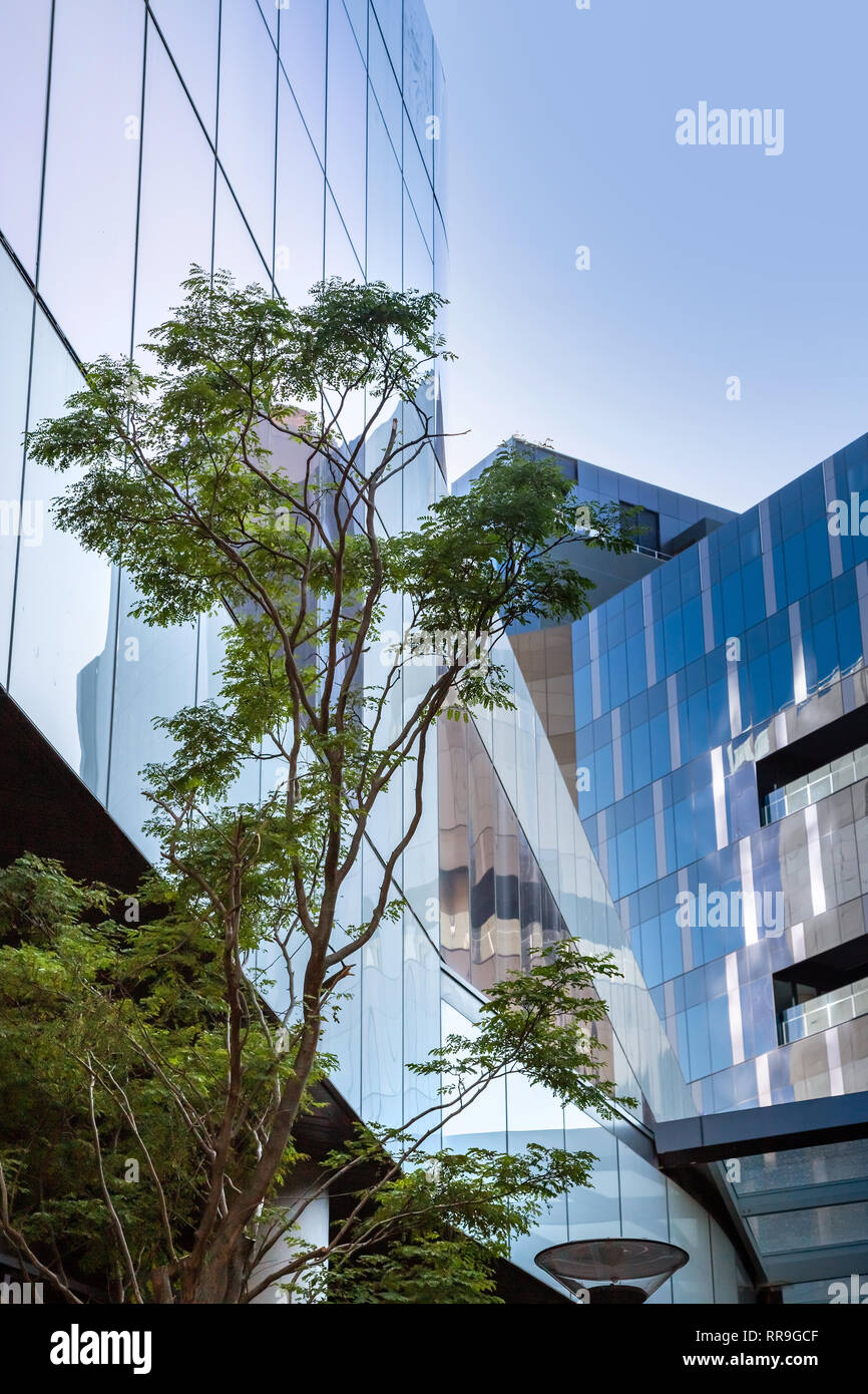 Baum im Stadtzentrum mit Glas Gebäude im Hintergrund. Stockfoto