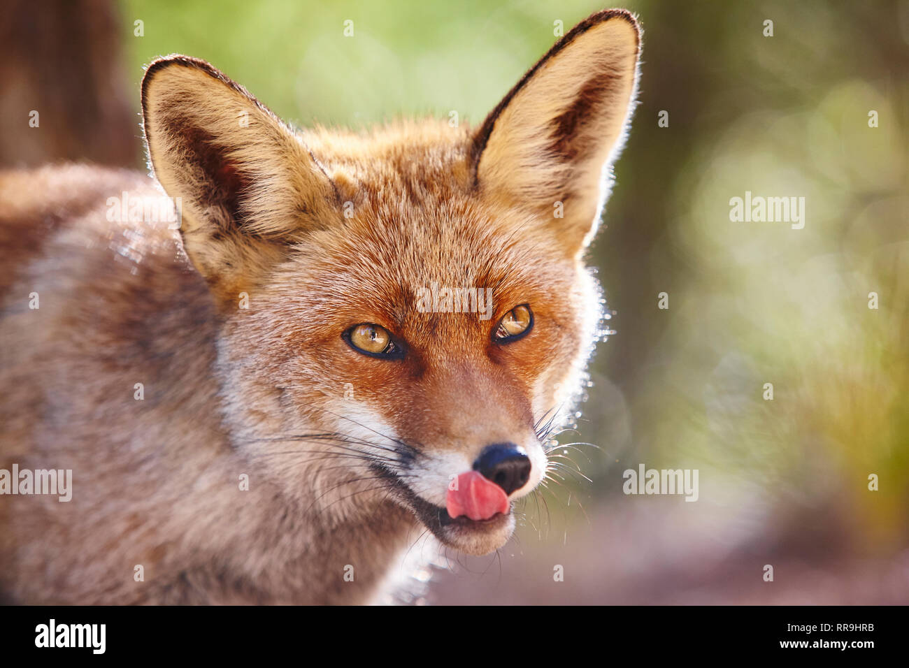 Hungrige Fuchs mit geenen Hintergrund. Die Tierwelt im Wald. Tier Stockfoto