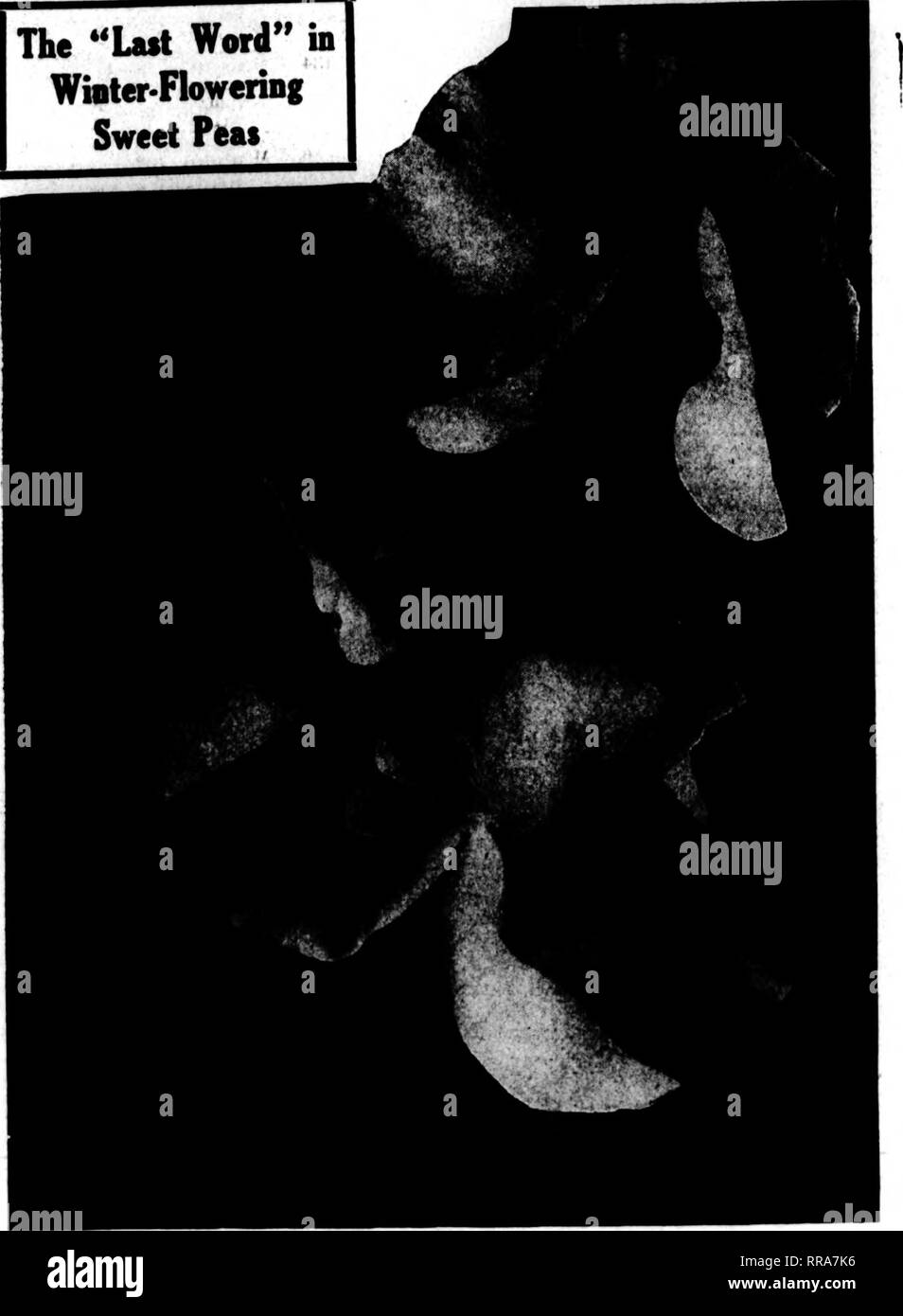 . Floristen Review [microform]. Blumenzucht. ^ ' "CH"^^ das "letzte Wort in Wioter-Floweriiig Zuckererbsen. Die Königin von früh blühende Orchidee Zuckererbsen Zvolanek's Rose AUSGEWÄHLTE HANDVERLESENE SAATGUT AUS PRODUZIERT ZVOLANEK DER WAHREN SPANNUNG Dies ist die beste kommerzielle Vielfalt. Jeder, der versucht hat, sie will es wieder in größeren Mengen. Schöne self-rosa Farbe, doppelte Größe von Frau Skach. Hält die Farbe zu den Letzten und blühende Pflanze. Diese große Vielfalt hat eine Empfindung erstellt wo immer angezeigt. Pro Unze. $ 1,50; 14 lb. $ 4,00; 1 lb. $ 15.00. Wir können auch ausgewählte Stämme der Versorgung Stockfoto