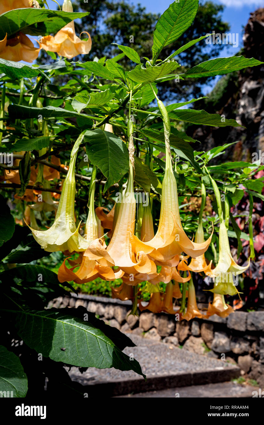 Engels Trompete (Brugmansia), Funchal, Madeira, Portugal. Stockfoto