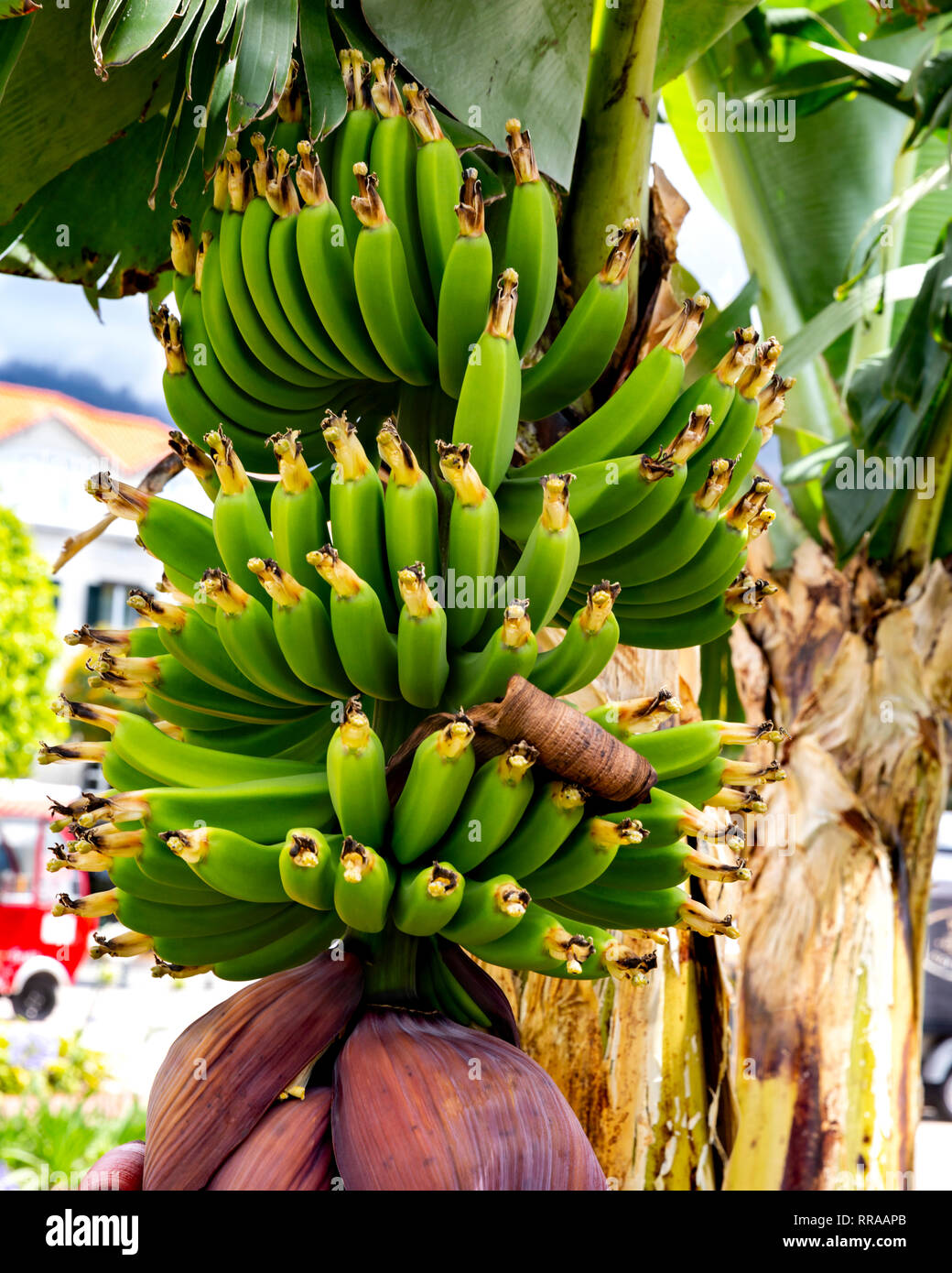 Banane Pflanze mit reifenden Früchten und Blüten, Funchal, Madeira, Portugal. Stockfoto