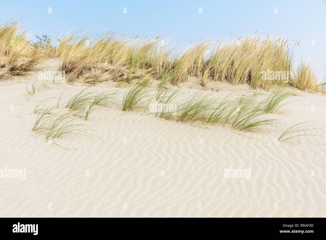 Rippled weißen Sanddünen mit marram Gras wachsen oben an einem sonnigen Tag und ein blauer Himmel oben. Landschaft in der Nähe von Ouddorp in den Niederlanden. Stockfoto