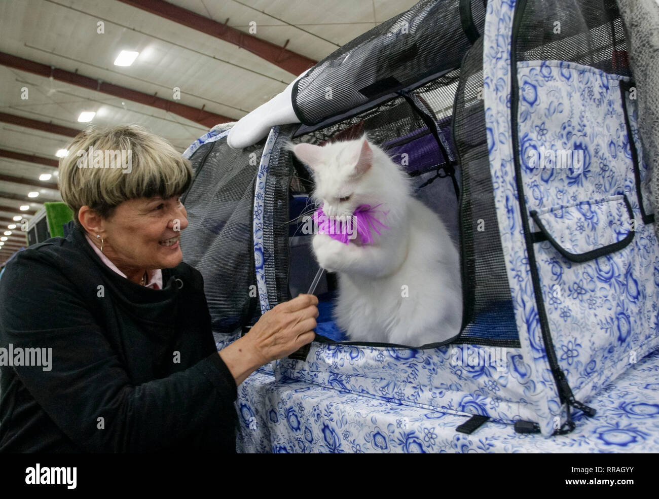 Vancouver, Kanada. 24 Feb, 2019. Eine Katze Besitzer spielt mit ihrer Katze während einer Katze zeigen der Internationalen Cat Association ( TICA) in Vancouver, Kanada, 24.02.2019. Mehr als 300 Katzen in verschiedenen Titeln an die reinrassigen Rassen Meisterschaft Wettbewerb konkurrierten, bewirtet durch die Richter von der TICA. Credit: Liang Sen/Xinhua/Alamy leben Nachrichten Stockfoto