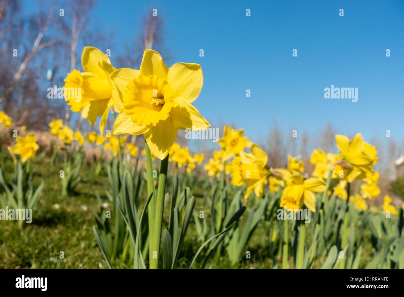 Reading, Großbritannien. 25. Feb 2019. UK Wetter: Ein warmer Tag mit einem klaren blauen Himmel im Lesen. Anzeichen von Frühling selbstverständlich wie Narzissen blühen und Palmkätzchen auf Bäumen. Matthäus Ashmore/Alamy leben Nachrichten Stockfoto