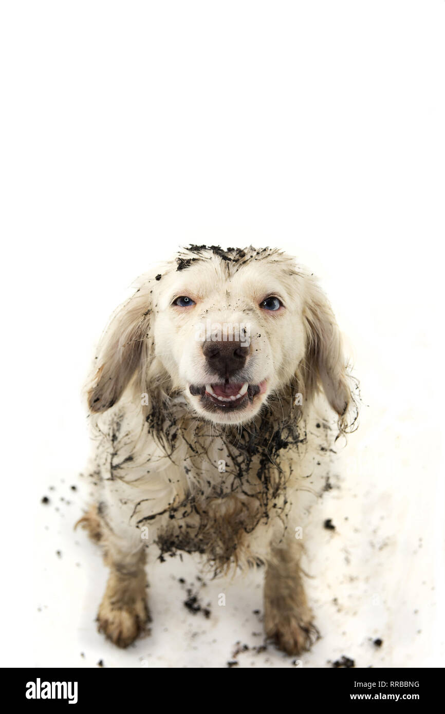 Lustige DRECKIG HUND NACH DEM SPIEL IN ein SCHLAMMLOCH. Isolierte STUDIO SHOT auf weißem Hintergrund. Stockfoto