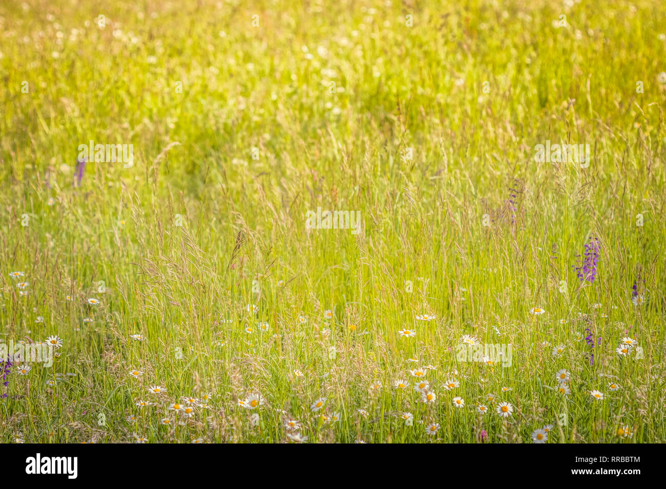 Sommer Wiese, grüne Wiese und Wildblumen in warmes Sonnenlicht, Natur Hintergrund Konzept, Weichzeichner, warmen Pastelltönen. Stockfoto