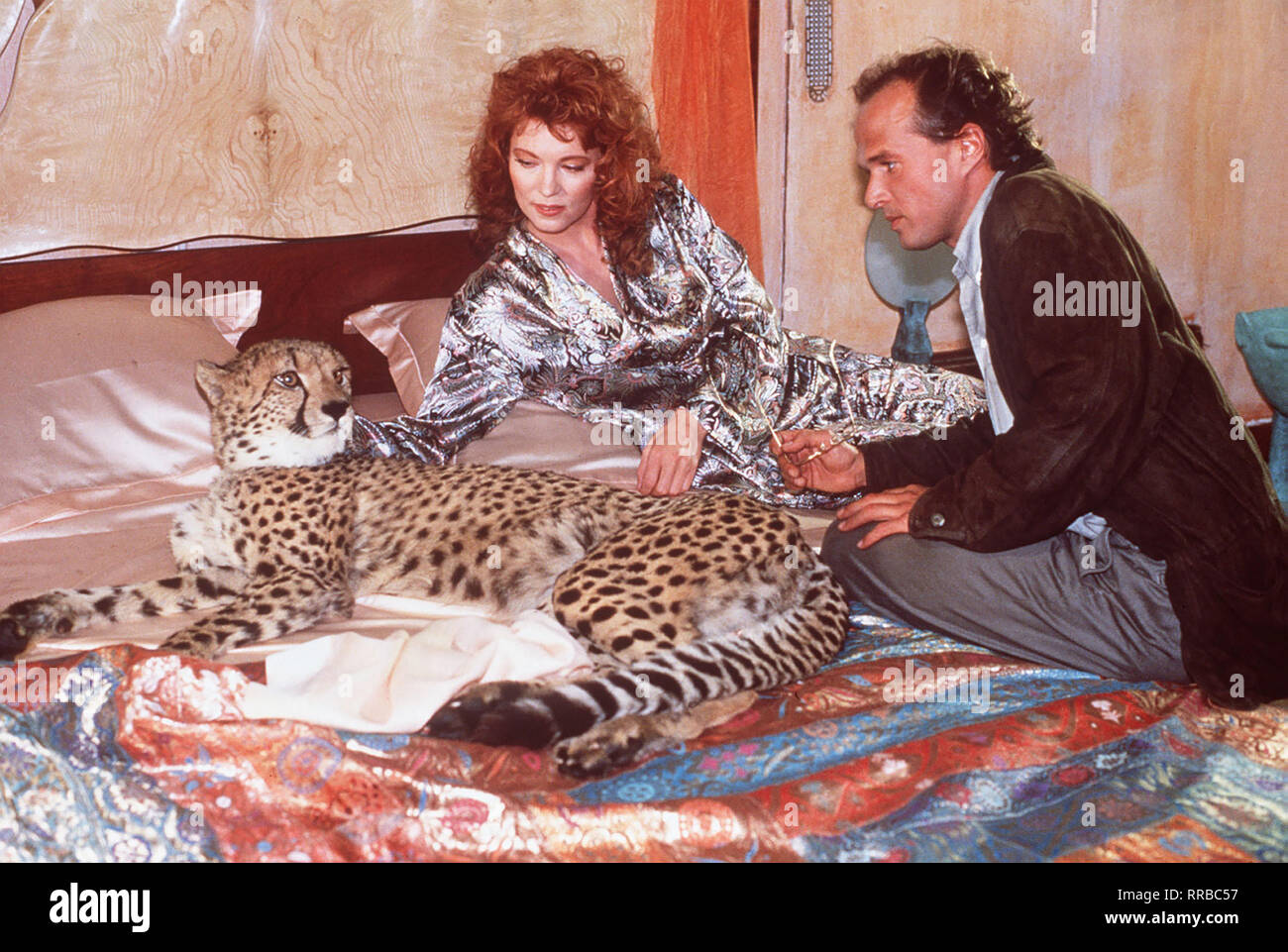 Das Geheimnis Des Gelben Geparden Stockfotos Und Bilder Kaufen Alamy