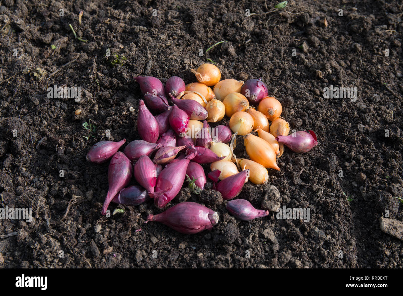 Zwiebel Saen Stockfotos Zwiebel Saen Bilder Alamy