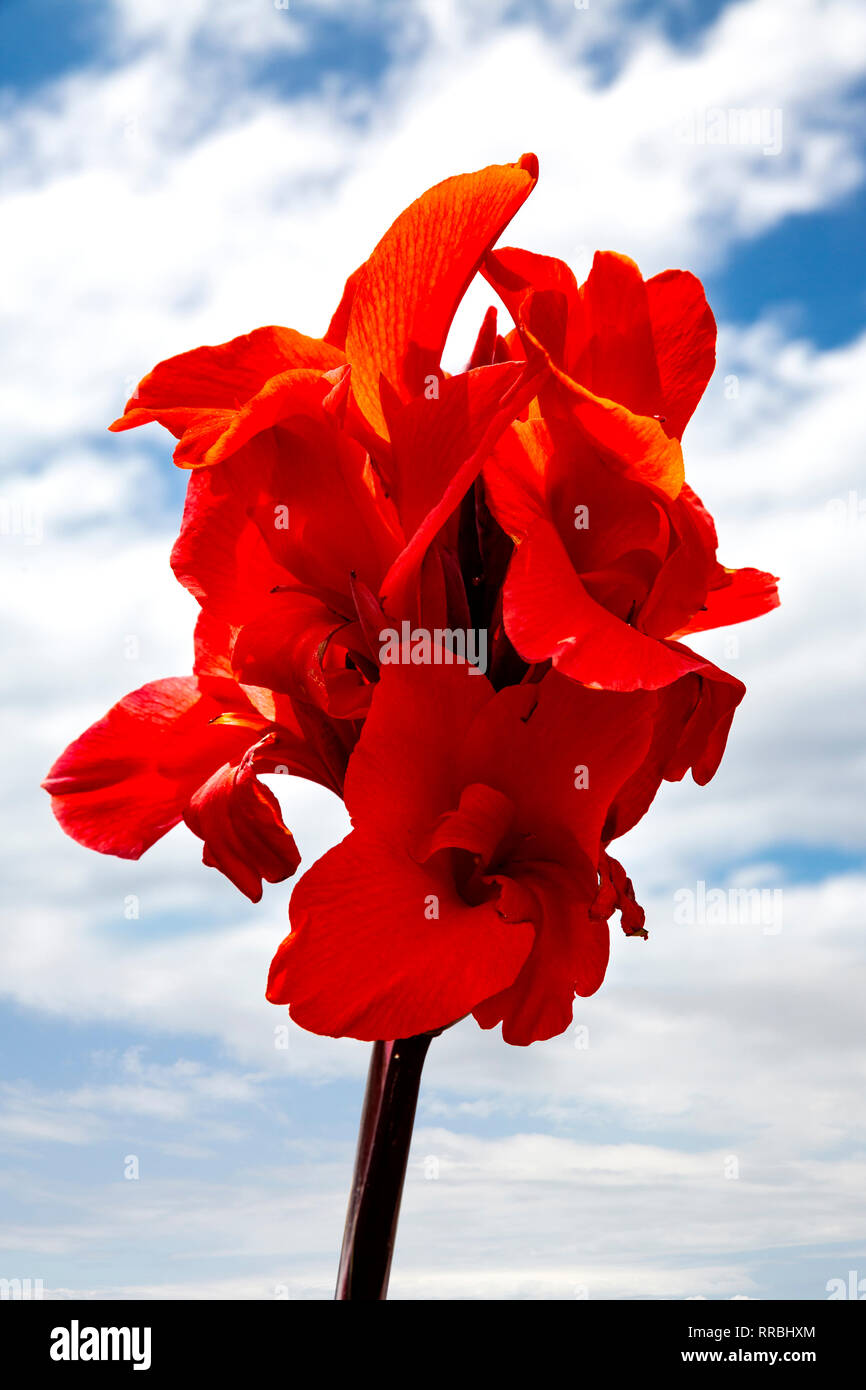 Rot canna lily Blumen gegen einen bewölkten Himmel. Stockfoto