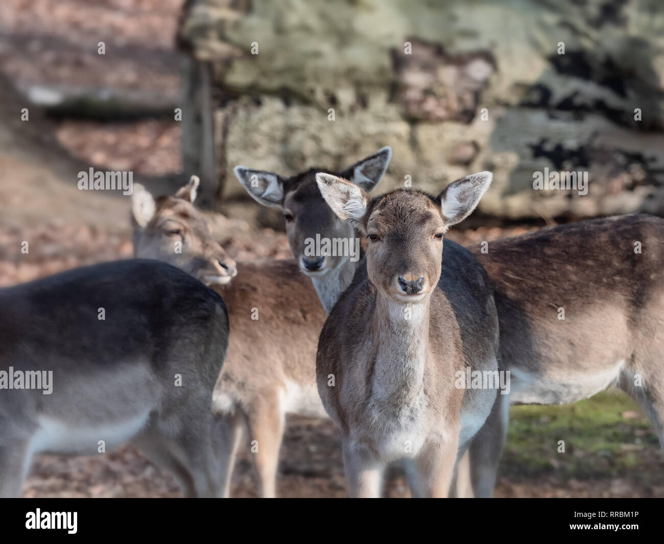Junge Rehe an einem klaren Morgen in Vejle, Dänemark Stockfoto