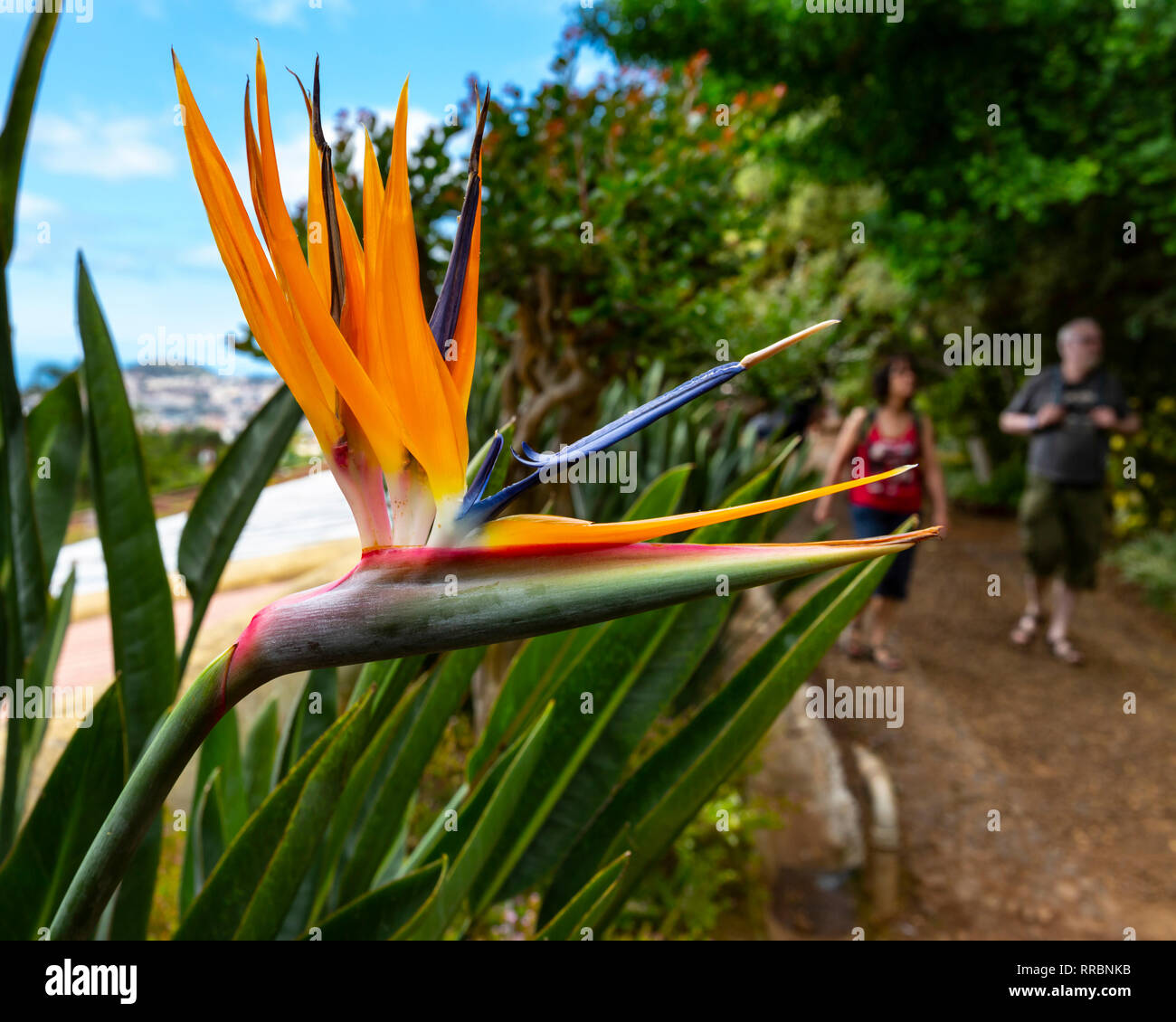 Bird of paradise flower, Strelitzia reginae, Botanischer Garten (Jardim Botanico), Funchal, Madeira, Portugal. Stockfoto