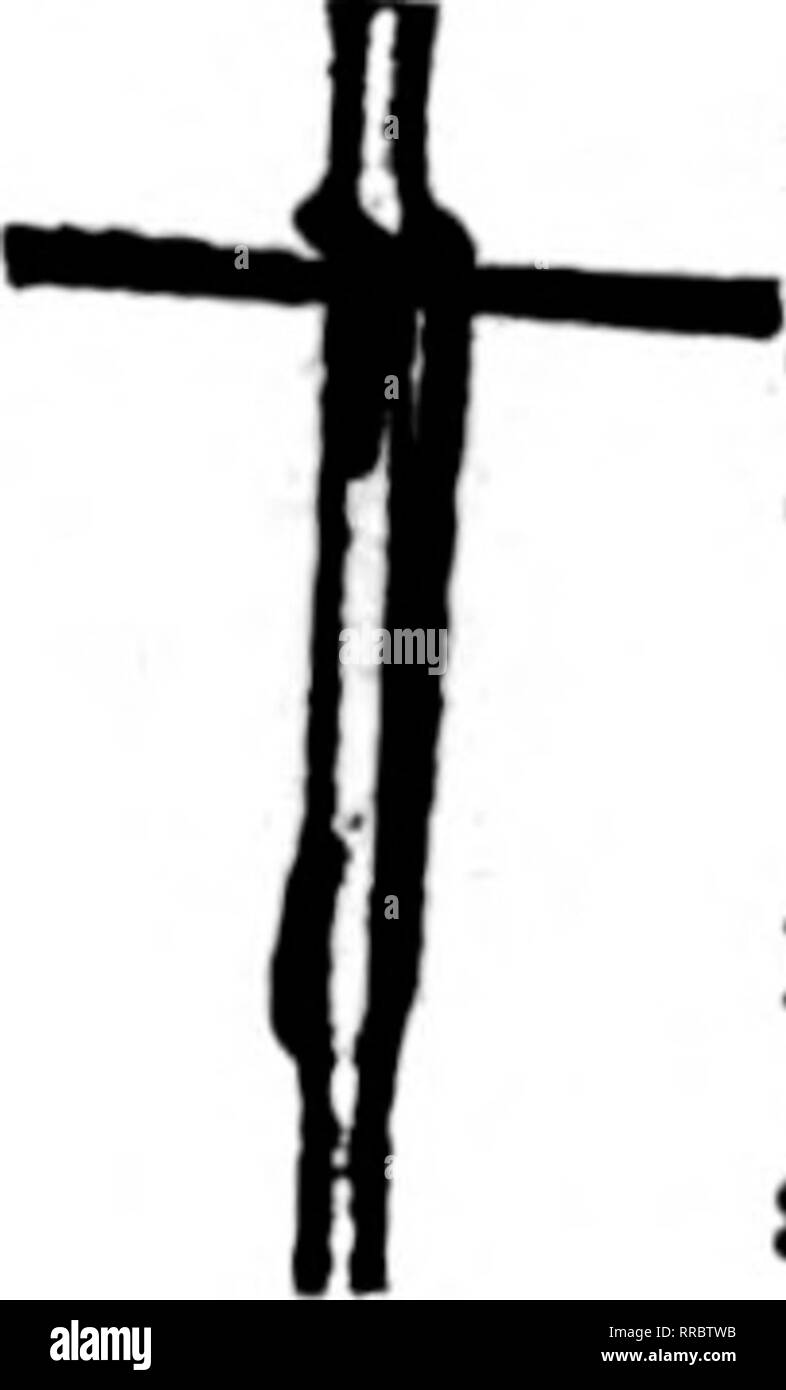 . Floristen Review [microform]. Blumenzucht. "ADVANCE" Lassen Sie uns senden Sie Literatur über Betreiber und Gewächshaus Armaturen aller Art. Vorauszahlung CO., Richmond, Angebot. Erwähnen Sie die Überprüfung wenn Sie schreiben. -/PAT. Ich Apr.20-20 Herr Züchter: "KABELBINDER" für die Hyazinthen, in der Tat pflanzen Sie jetzt mit einem staice mit Kordel. Sie versuchen. Proben kostenlos. Wm. r. Buschardt, 6 E. Woodland Ave. ARLINGTON, MD. Erwähnen Sie die Überprüfung wenn Sie schreiben. BLAKE'S HEBEL CLIP für Rosen, Nelken, etc.; fas-zehn Stangen, Drähte usw. Sie nie gleiten, und sind eine große Einsparung von Zeit und botli Mo Stockfoto