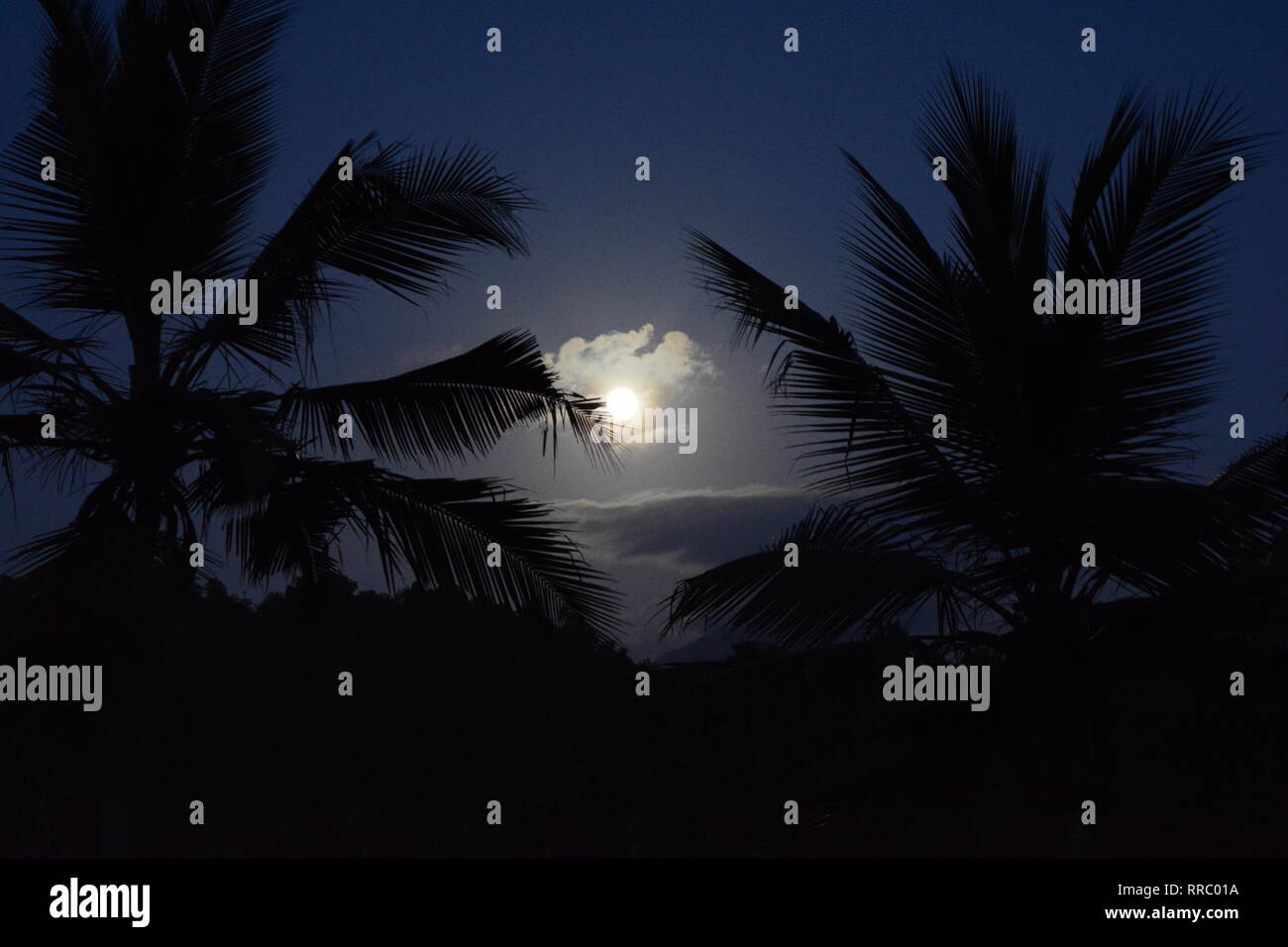 Schöne Nacht der Mond durch Kokospalmen Stockfoto