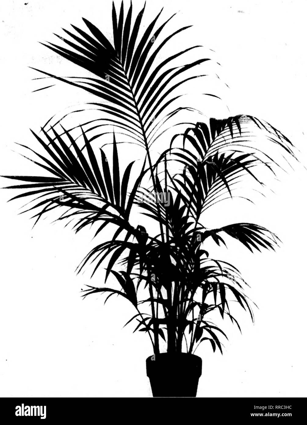 . Floristen Review [microform]. Blumenzucht. Ski'tknihkk 1"), 21 LOS ANGELES FÜHRER PALMEN BEI 1921 der Floristen SIERBA MADBE. Austausch importiert. ' ' Die palm Kindergarten von Basset & Amp; Washburn, an der Sierra Madre, Los Angeles County gelegen, ist ca. 16 Meilen von Los Angeles und nur ein paar Blocks von der Endstation der Pacific Electric Car Lino. Elektrische Autos laufen bis zum Endbahnhof jede Stunde, verlassen Los Angeles auf dem noch Stunde und machen die Reise in 45 Minuten. "Diese Baumschulen von Basset&Amp begonnen wurden; Washburn vor ungefähr sieben Jahren. Die Firma impor Stockfoto