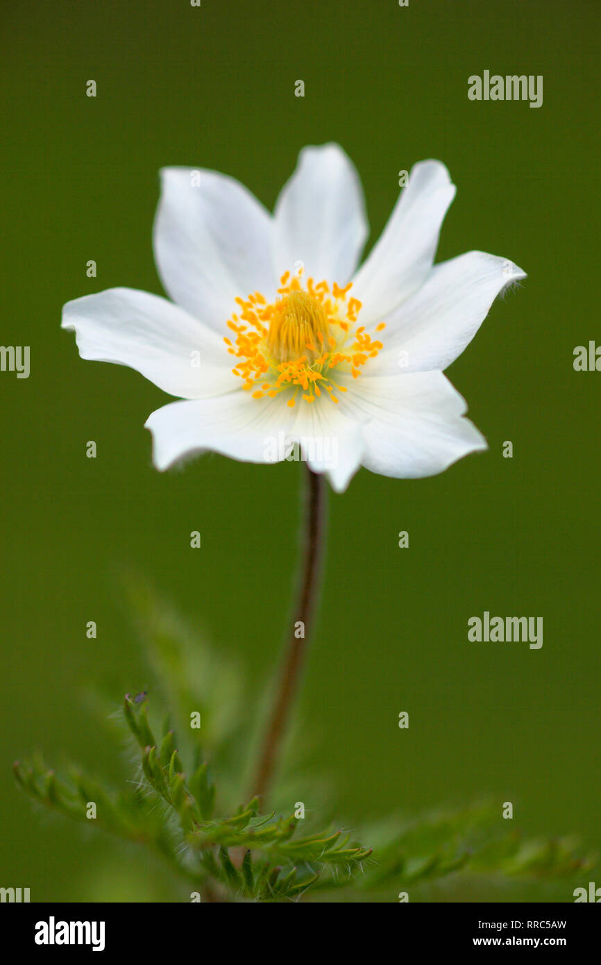Botanik, alpine Anemone, Kuhglocke, Pulsatilla Alpina, Alpen, Österreich, Additional-Rights - Clearance-Info - Not-Available Stockfoto