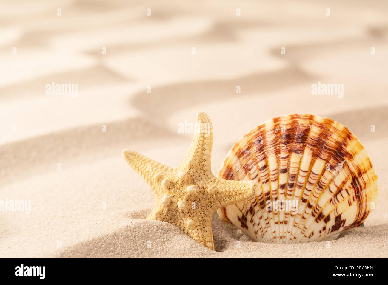 Muscheln und Seesterne auf rippled Sand von tropischen Strand. Konzept für Freiheit und Sommerurlaub Stockfoto