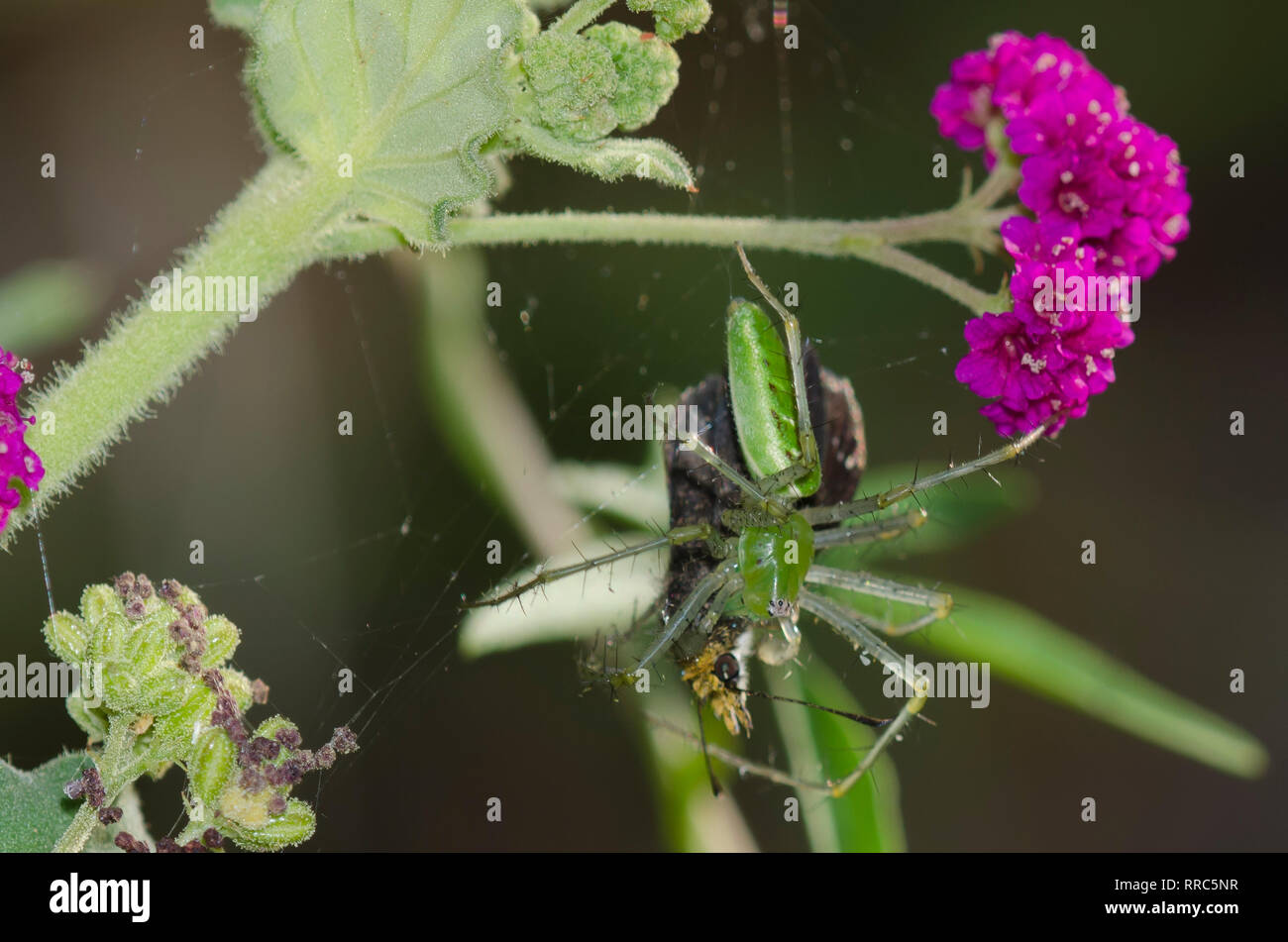 Green Lynx Spider, Peucetia viridans, Fütterung auf erfasst Golden-headed Staphylus Scallopwing, ceos, auf Scarlet Spiderling, Boerhavia coccinea Stockfoto