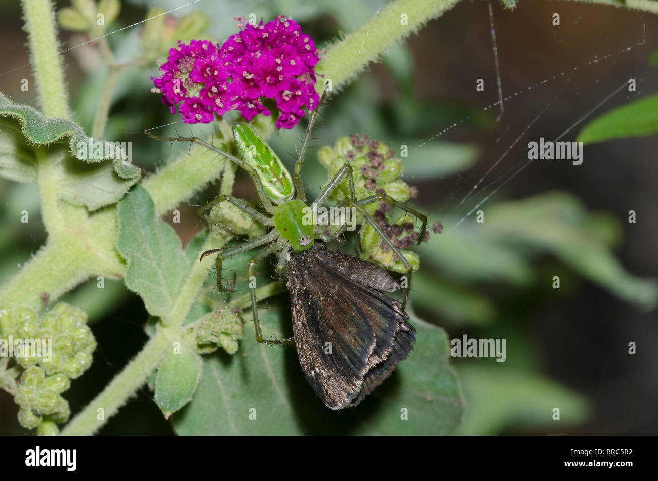 Green Lynx Spider, Peucetia viridans, Fütterung auf erfasst Golden-headed Staphylus Scallopwing, ceos, auf Scarlet Spiderling, Boerhavia coccinea Stockfoto