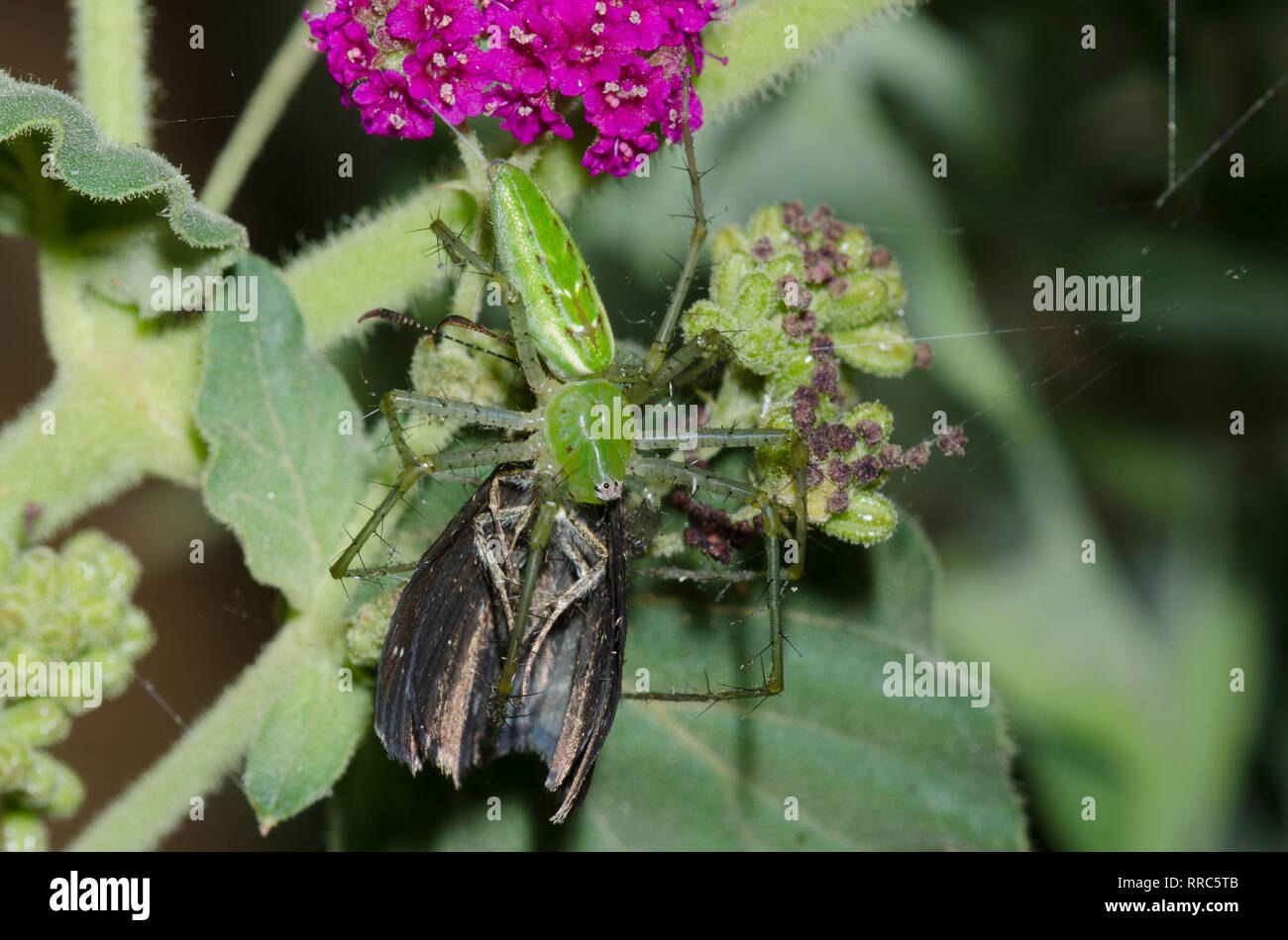 Green Lynx Spider, Peucetia viridans, Fütterung auf erfasst Golden-headed Staphylus Scallopwing, ceos, auf Scarlet Spiderling, Boerhavia coccinea Stockfoto