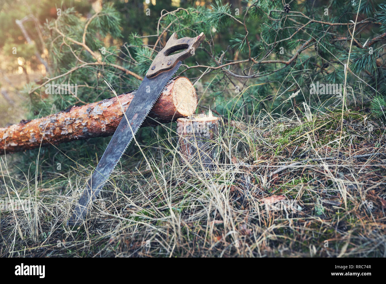 Forstwirtschaft - gefällten Kiefern- und Hand sah im Wald Stockfoto