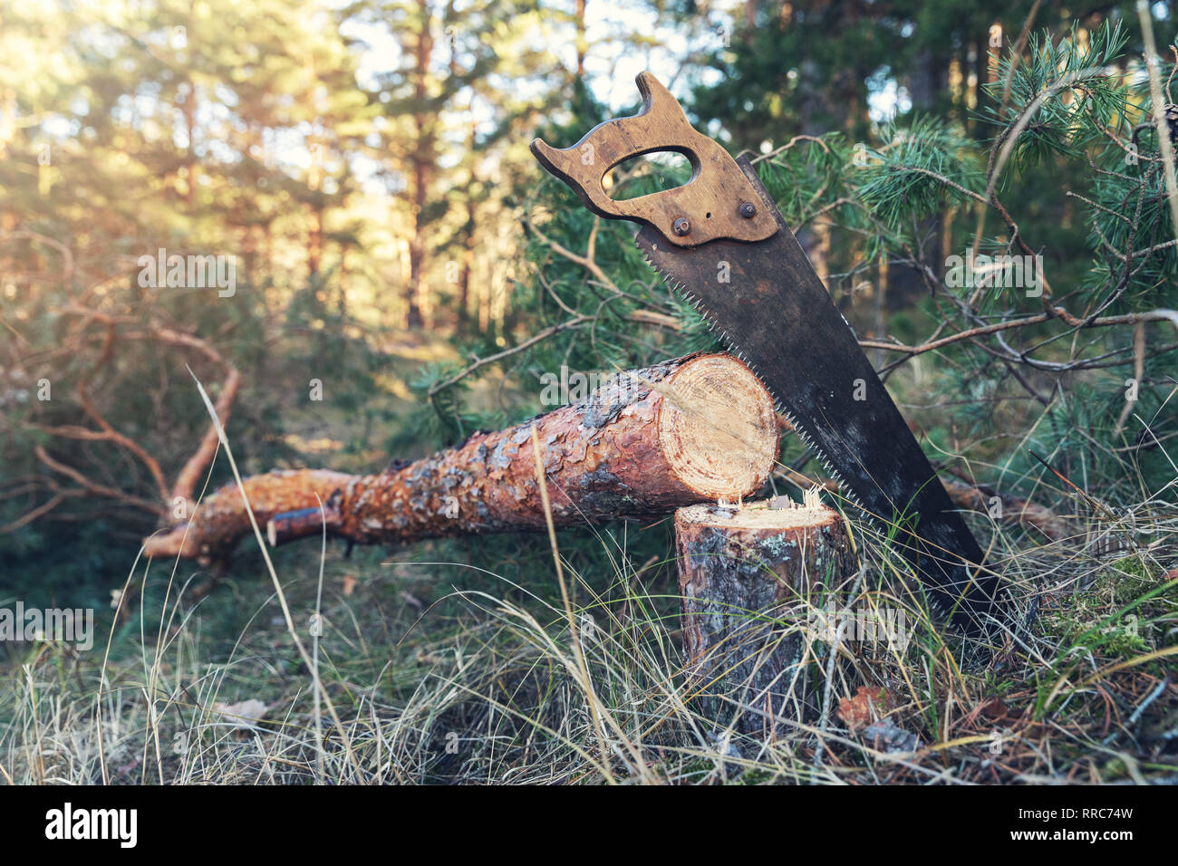 Forstwirtschaft - gefällten Kiefern- und Hand sah in den Wäldern Stockfoto