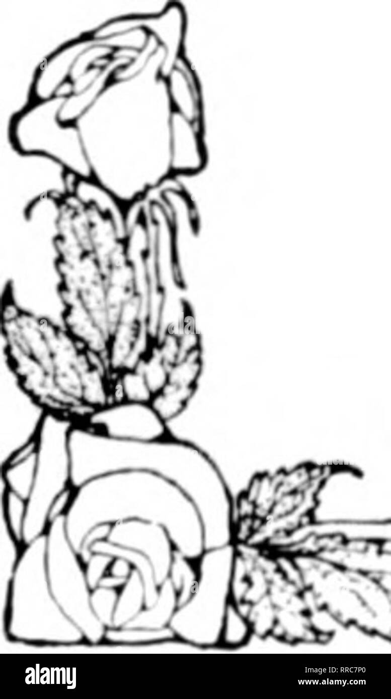 . Floristen Review [microform]. Blumenzucht. ?" • "???'?--'-'-? Vor zwei Jahren ihr Geld kaufte das kleinere Haus. Die gleiche Menge heute kauft die größeren. Ihre Dollar Wie viel Haus es jetzt kauft nicht längst in Boston war und in einem der großen Supermärkte auf Treniont Straße war eine sehr überzeugende Fenster anzuzeigen. Kranke eine Gruppe wurde ein Fass mit Mehl, hundert Pfund Zucker, ein Pfund Kaffee und Tee, aber ein wenig mehr als ein yeai' vor Kosten in der Nähe von $ 50. In einer anderen Gruppe genau die gleiche Sache war, zusammen mit einigen 25 oder mehr zusätzliche Pakete, die Alle Stockfoto