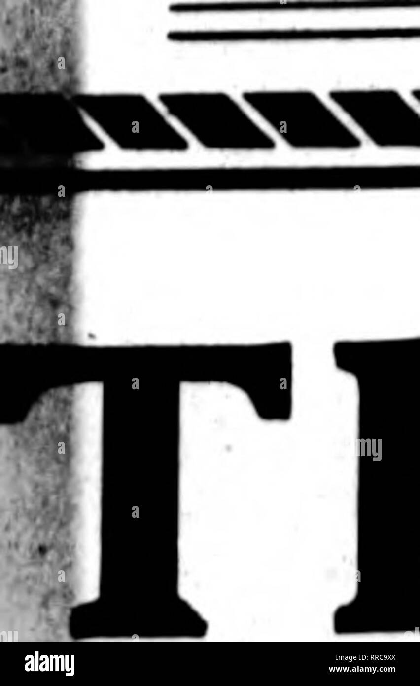 . Floristen Review [microform]. Blumenzucht. XOVEMBEU 3, 1921 Die Rorists^ Review 31. Er beste Gelbe Chrysantheme jetzt in der Saison haben wir eine große Lieferung von Weiß und mittlere Größen in der stärkste Nachfrage in jedem Blumenladen. Andere BBuDiimiiinianuniniiiniHiiiiiriiiiiiiiMniuiiiannBimniiiiiiiininnniiinnM Seasonable Lager I fii> e Rosen CORSAGE ROSEN Pro ew I Unsere Standards und Kodizes" Erc von Männern gewachsen""' "™"''ORCH. OS""•.! r I^1 ^0 know how. Gewachsen, wie gut ^-^^^^^^^ y-' $ 12.00@Ii5.Oo ich als Männer, Geld und Erfahrung fiiow, ^J'^I^n ^ ' ^ ' ^ '!'™ v. J&amp;%. oo Ich kann sie wachsen; sie sind so Pflege - Wenn Stockfoto