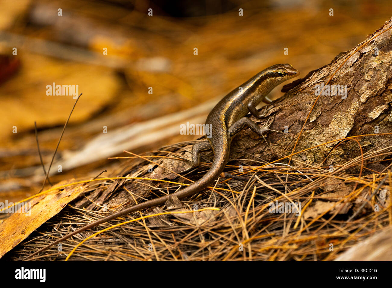 Die Seychellen skink (Trachylepis seychellensis) ist eine Pflanzenart aus der Gattung der skink in der Familie Scincidae. Er ist endemisch auf die Seychellen. In der S fotografiert. Stockfoto