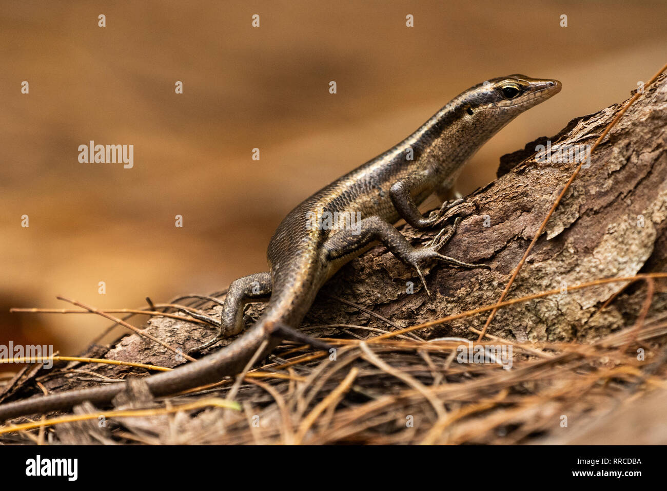 Die Seychellen skink (Trachylepis seychellensis) ist eine Pflanzenart aus der Gattung der skink in der Familie Scincidae. Er ist endemisch auf die Seychellen. In der S fotografiert. Stockfoto