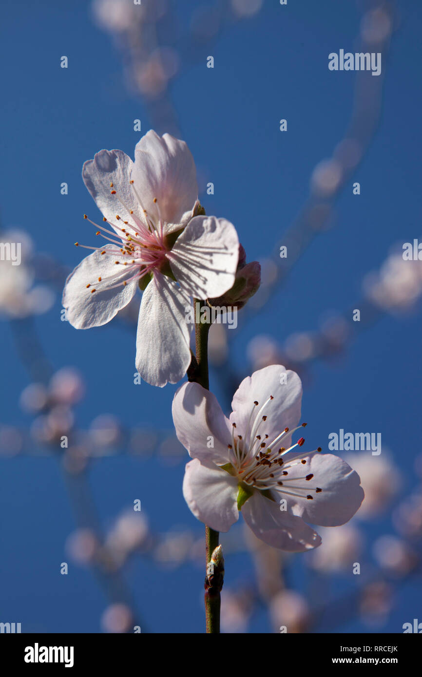 Mandelblüte auf einem Baum in einem Garten in Clapham, South London im Februar. Ein Zauber des milden Wetters hat sich beschleunigt spring blossom und aufgeweckt pollenator Stockfoto