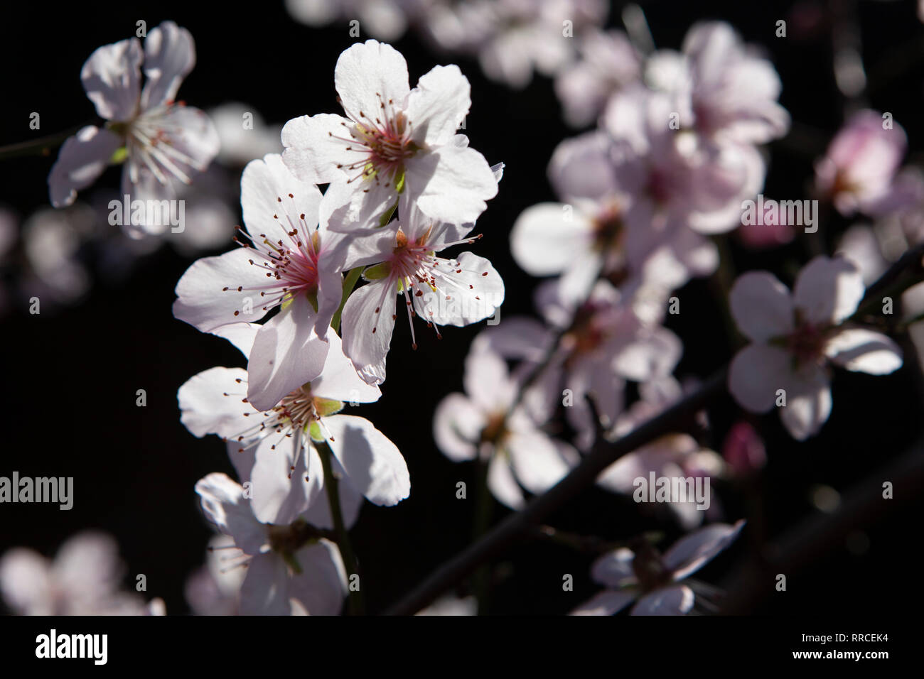 Mandelblüte auf einem Baum in einem Garten in Clapham, South London im Februar. Ein Zauber des milden Wetters hat sich beschleunigt spring blossom und aufgeweckt pollenator Stockfoto