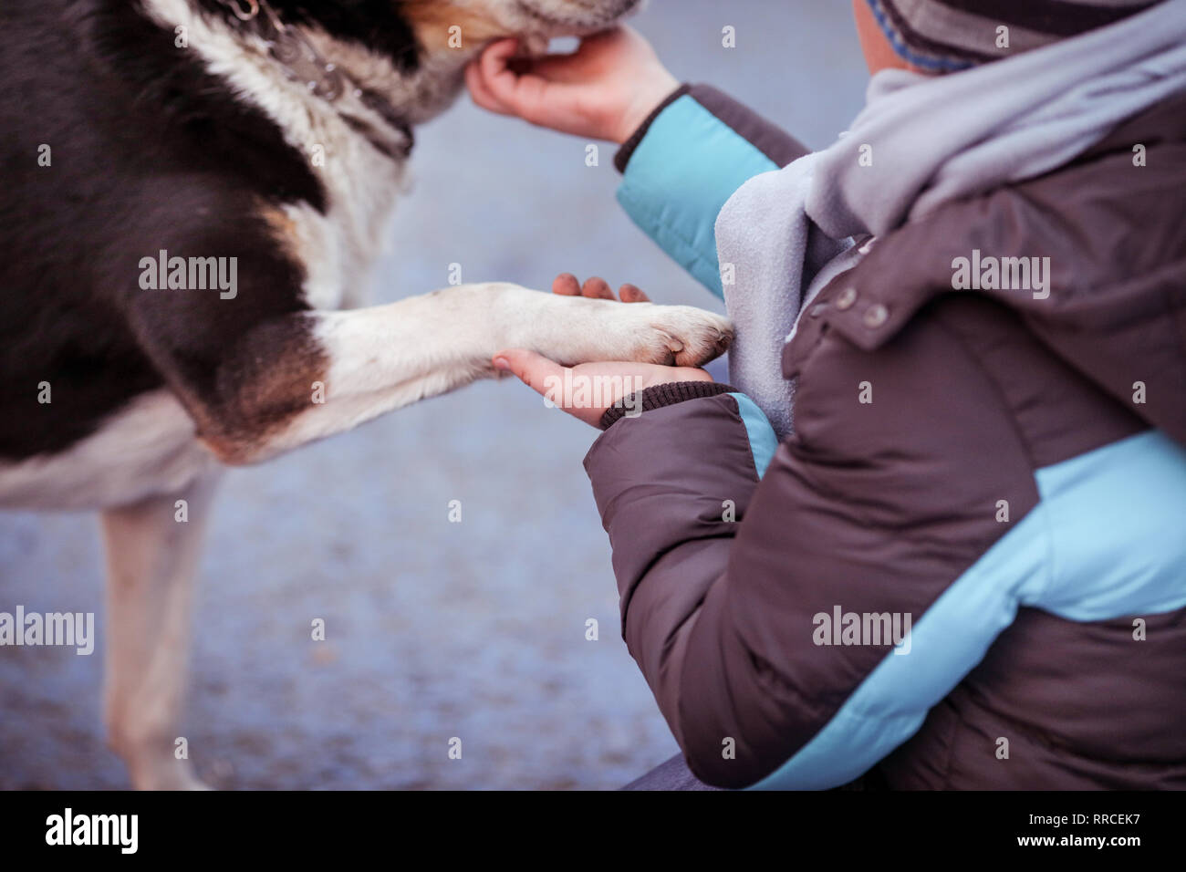 Candid Moment mit einem jungen Halten der Pfote eines männlichen alter Hund in seiner Hand. Stockfoto