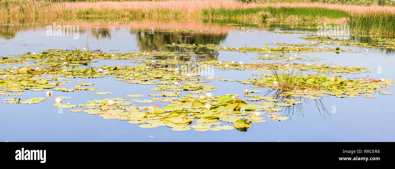 Wasserpflanzen, weißen Lilien in der Bucht der Dnjepr, Kiew, Ukraine. Stockfoto