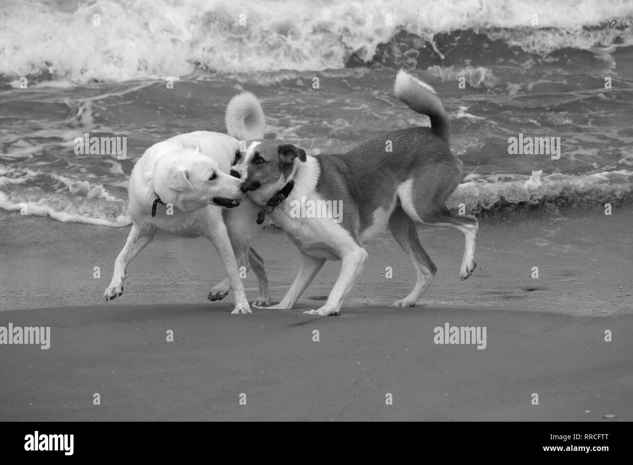 2 verspielte Hunde spielen und Kämpfen auf einem Strand in Schwarz und Weiß Stockfoto