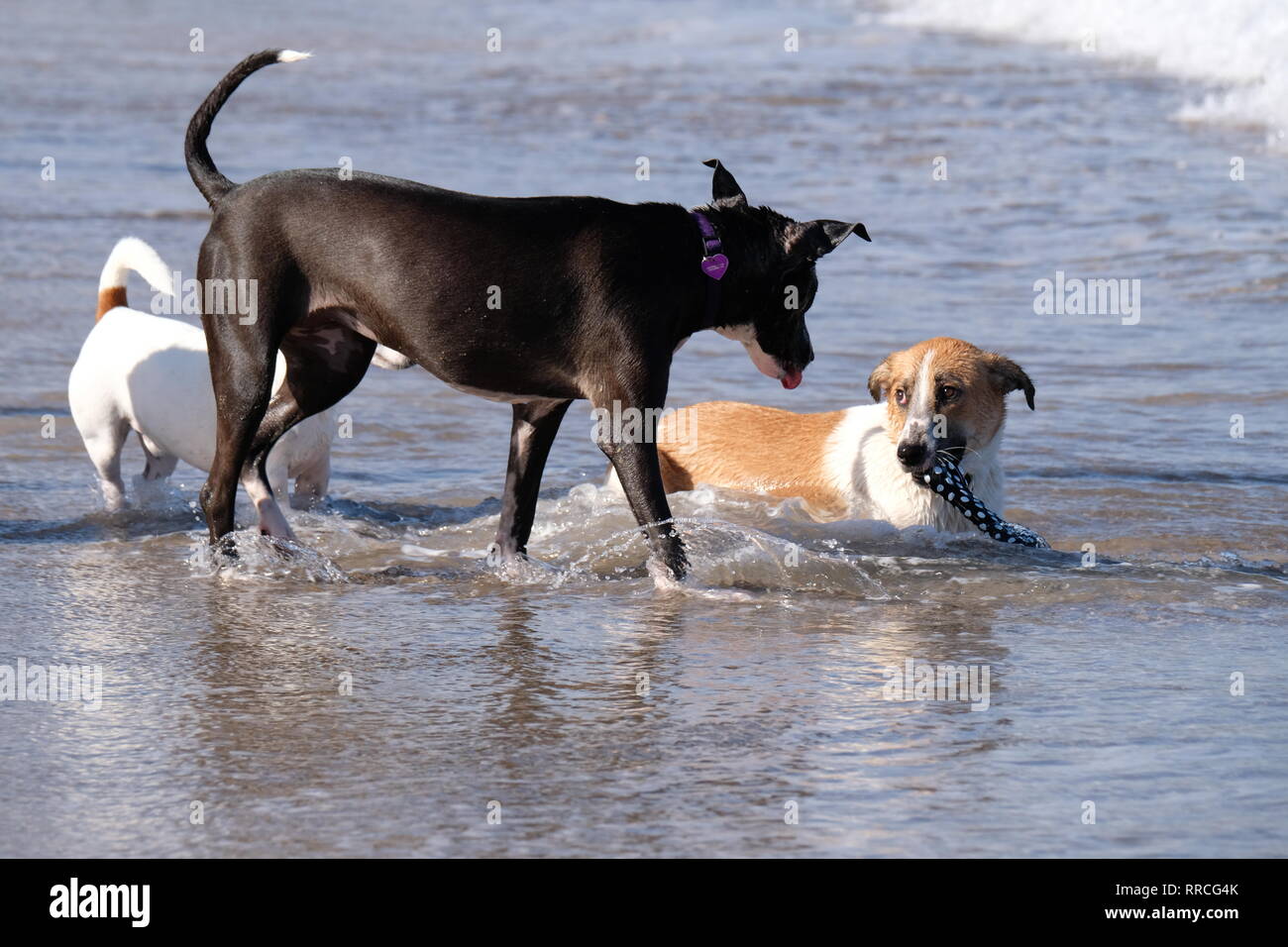 Drei verspielte Hunde spielen und Kämpfen am Strand Stockfoto