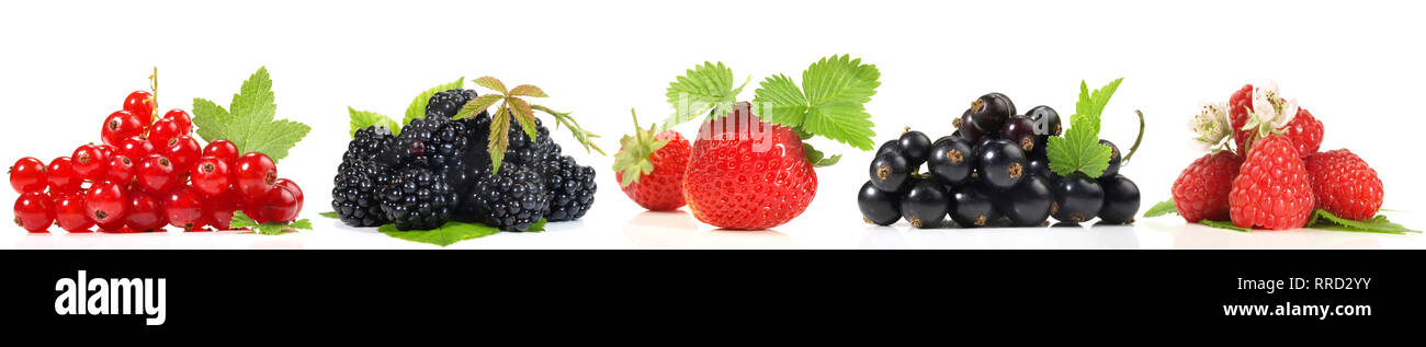 Verschiedene Beeren Panorama auf weißem Hintergrund Stockfoto