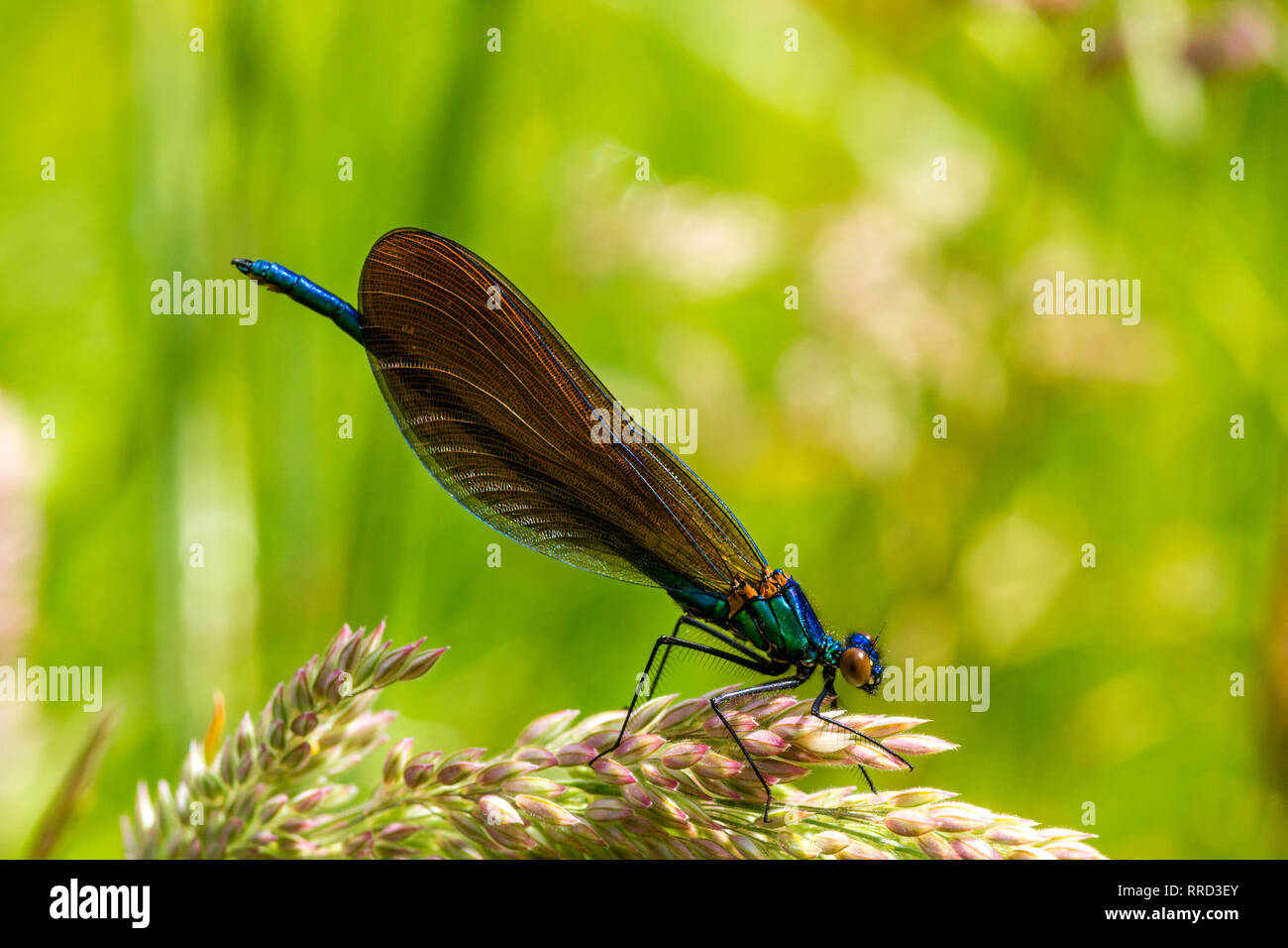 Detail eines männlichen Schöne Damselfly, auch als Demoiselle Agrion (Calopteryx Virgo) ruht auf einem GrassFlower neben dem Fluss Torridge bekannt. Stockfoto