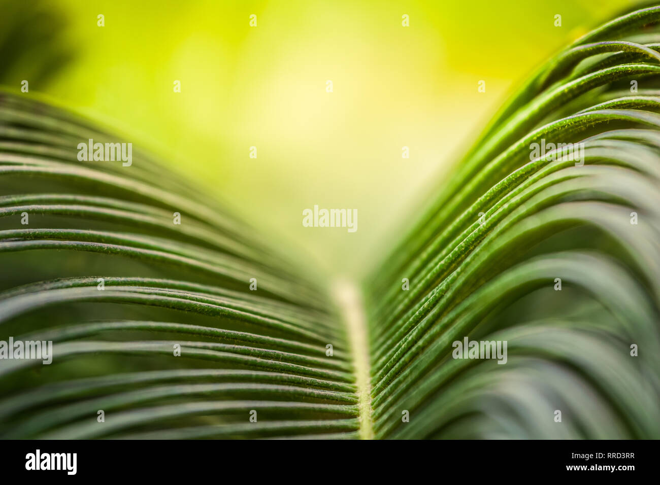 Abstrakt Grün Natur Hintergrund Konzept, curly Blätter, bunte Lichter. Stockfoto