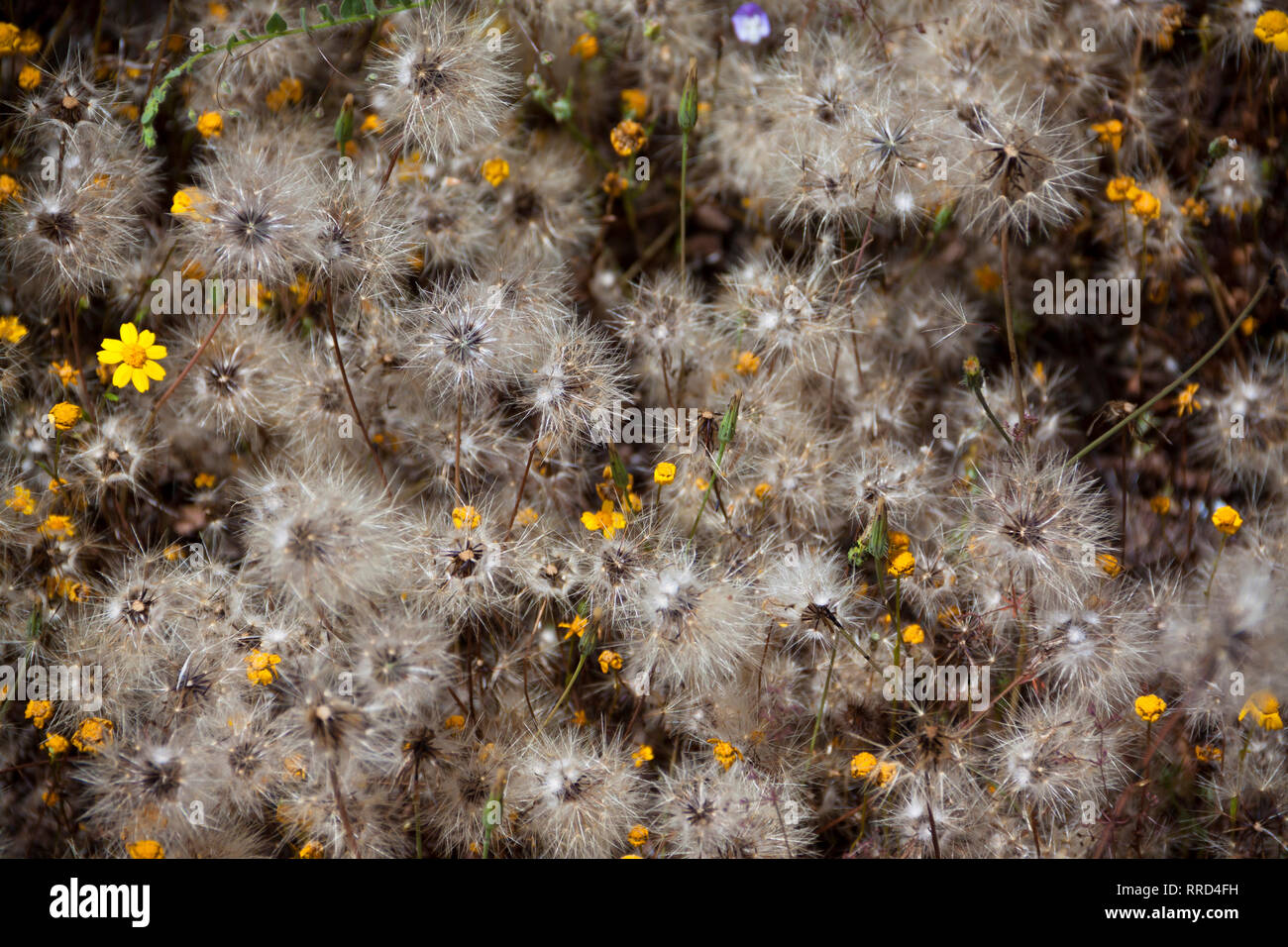 Diente de León, Taraxacum officinale Stockfoto