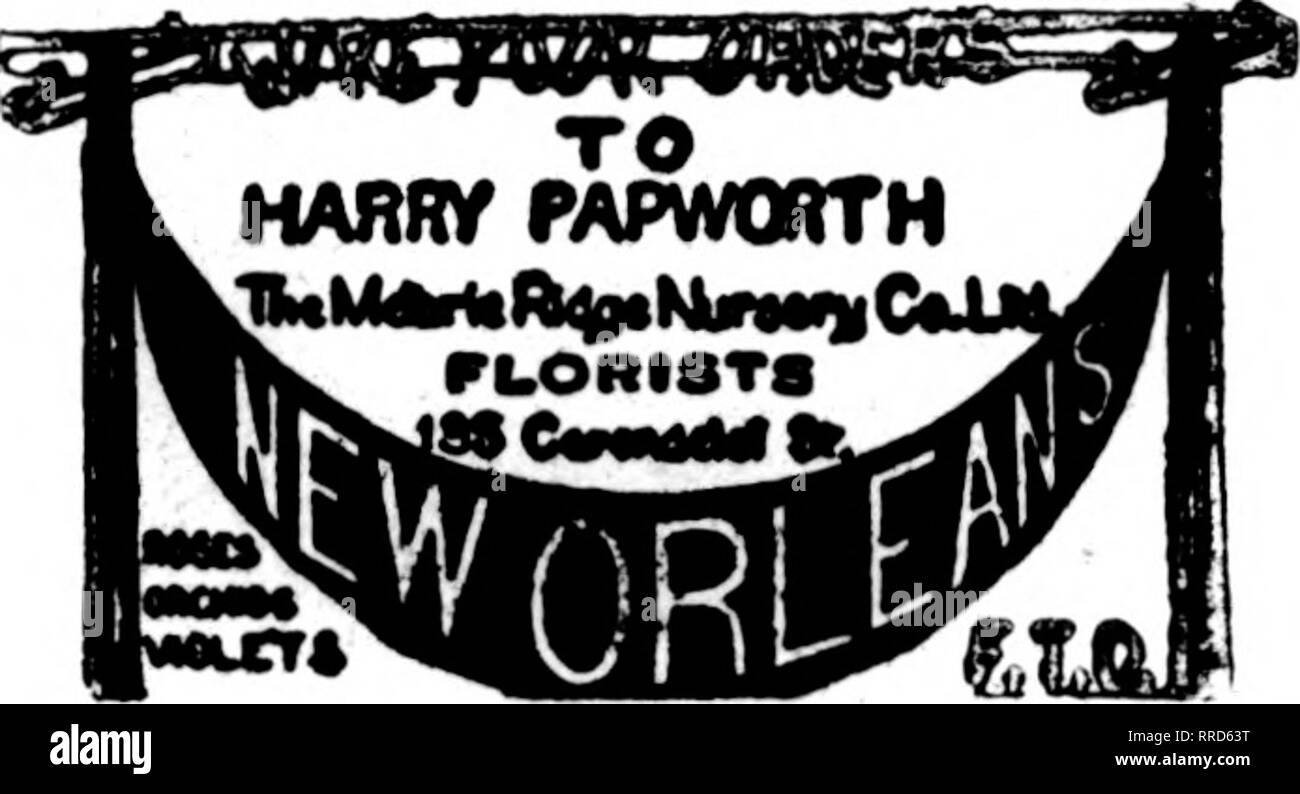 . Floristen Review [microform]. Blumenzucht. Decatur, 111. 141 MERCHANT ST. Mitglied P, T. D. GUTER SERVICE UNTERSTÜTZT DURCH großen Gewächshäusern. NEW ORLEANS, LA. CHAS. EBLE ÄLTESTE FLORIST SÜDEN 121 Baronne Street Mitglied Floristen "Telegraph Lieferung. Bitte beachten Sie, dass diese Bilder sind von der gescannten Seite Bilder, die digital für die Lesbarkeit verbessert haben mögen - Färbung und Aussehen dieser Abbildungen können nicht perfekt dem Original ähneln. extrahiert. Chicago: Floristen Pub. Co Stockfoto