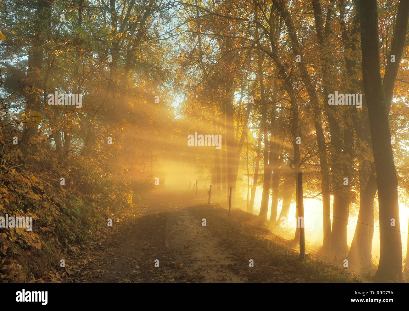 Straße mit Bäumen im Herbst - Abend Sonne scheint durch die Bäume Stockfoto