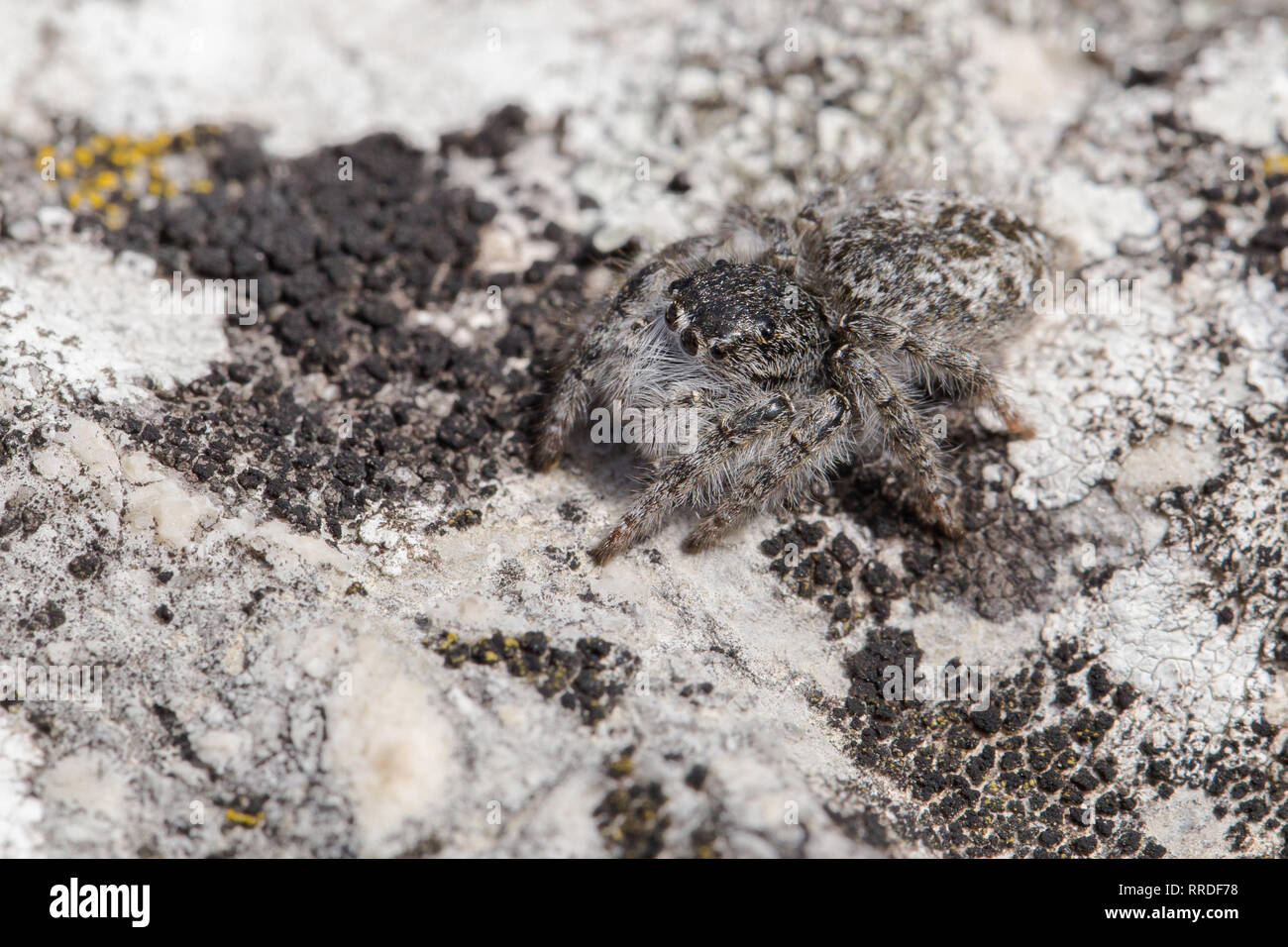 Jumping spider Philaeus chrysops in der Tschechischen Republik Stockfoto