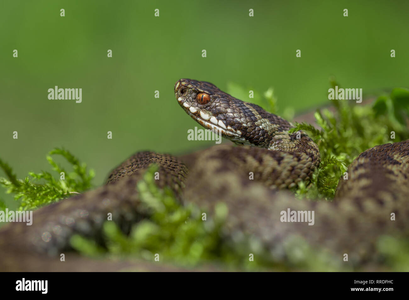 Europäische viper Vipera berus in der Tschechischen Repblic Stockfoto