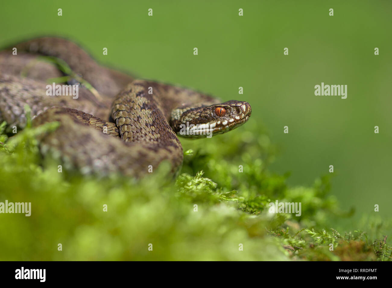 Europäische viper Vipera berus in der Tschechischen Repblic Stockfoto